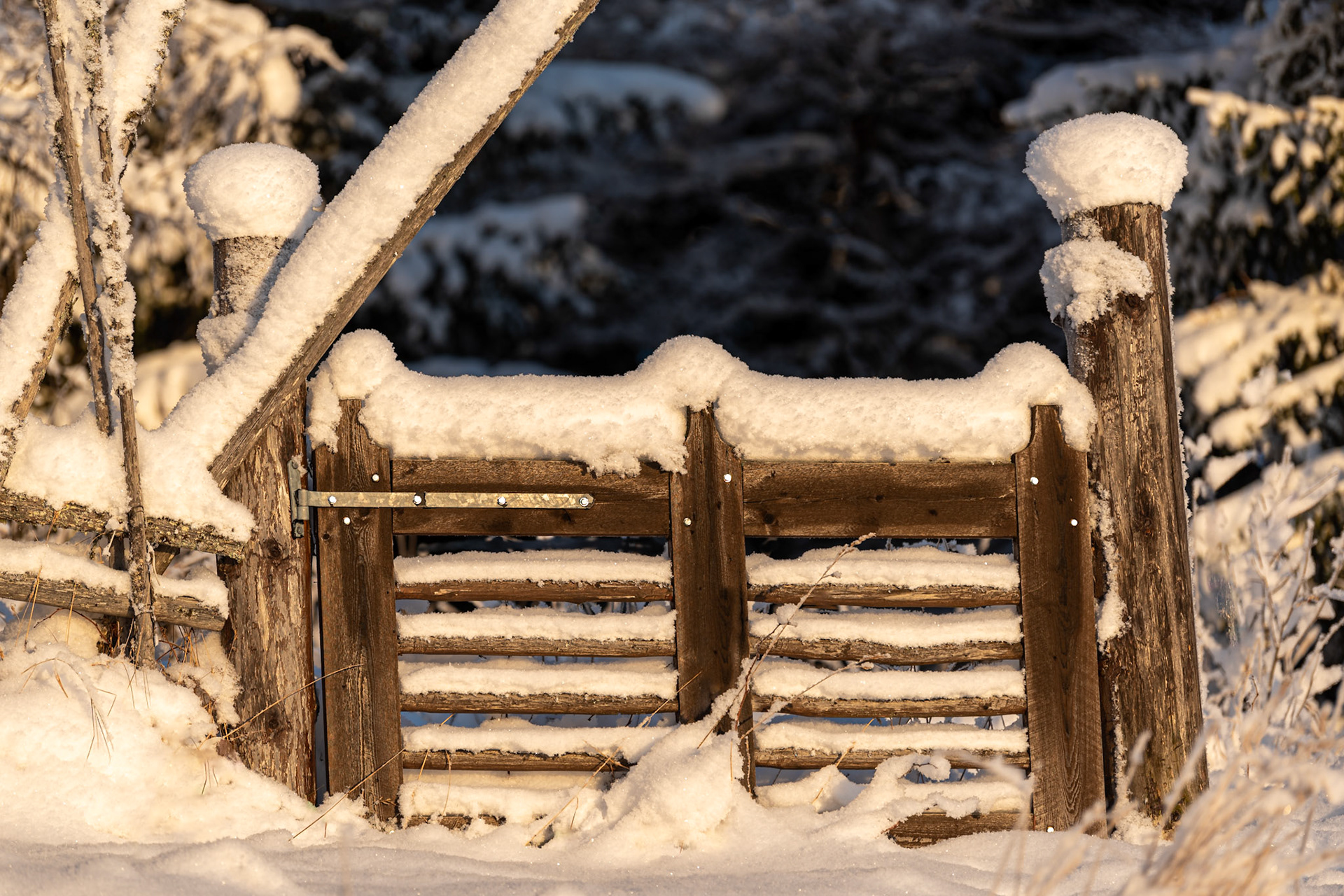Old gate in snow. Ancient gate in the sun covered with snow in Östersund, Sweden. It must have been a long time since this gate was used. To the left is a fenced yard. Snow-covered fir trees.