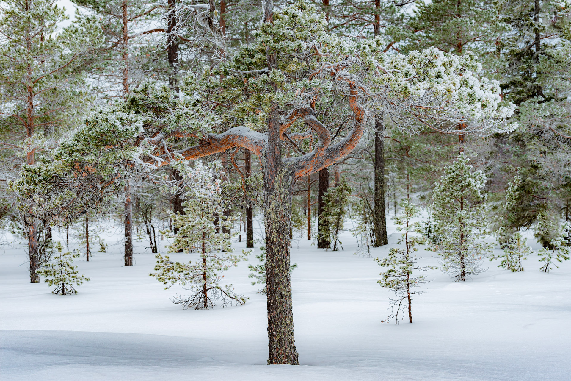 Pine tree in snow on a bog in winter. The image is taken at Svartsjöarna, close to Östersund in Sweden.