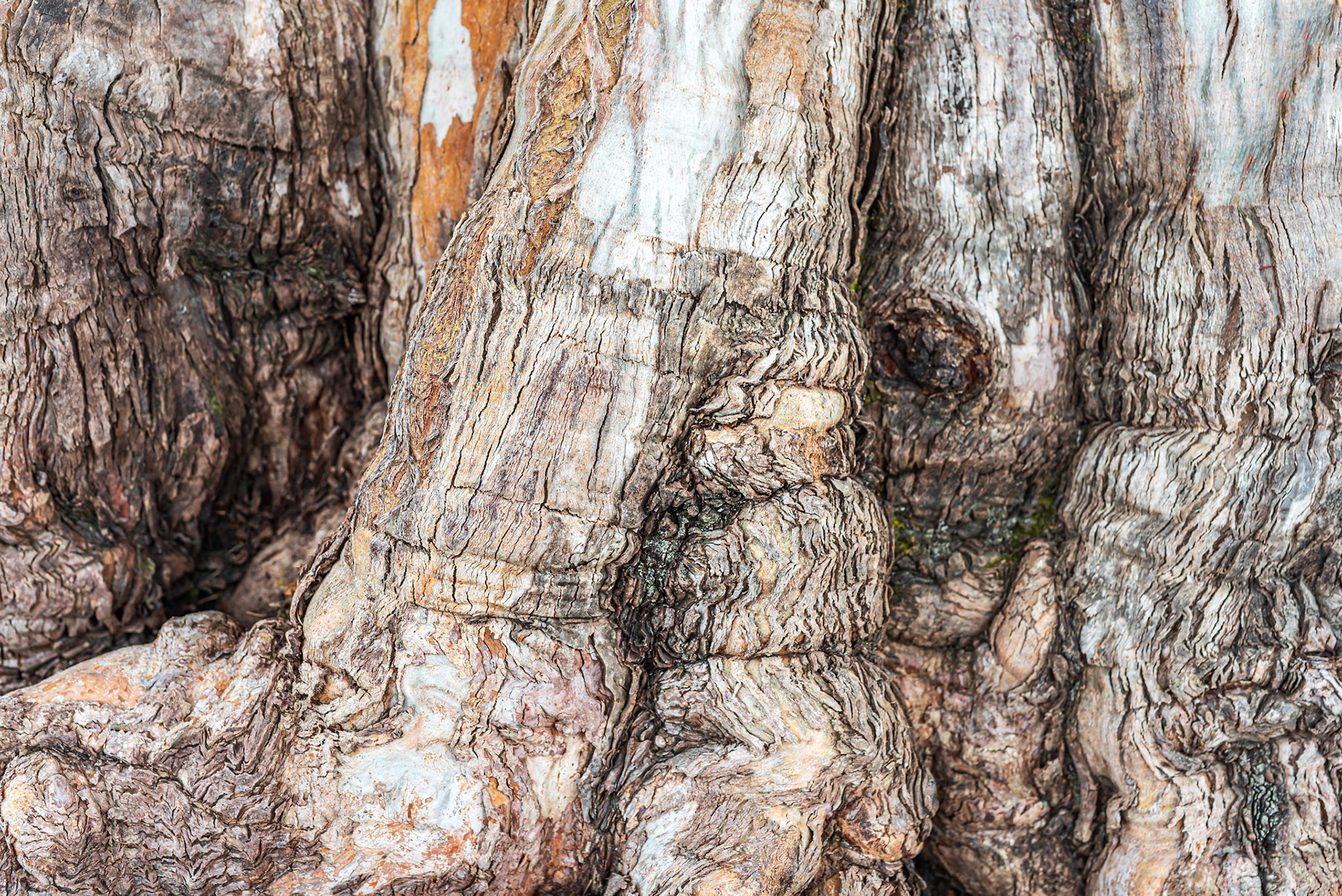 Old tree trunk with lots of rough texture in Te Anau, New Zealand.