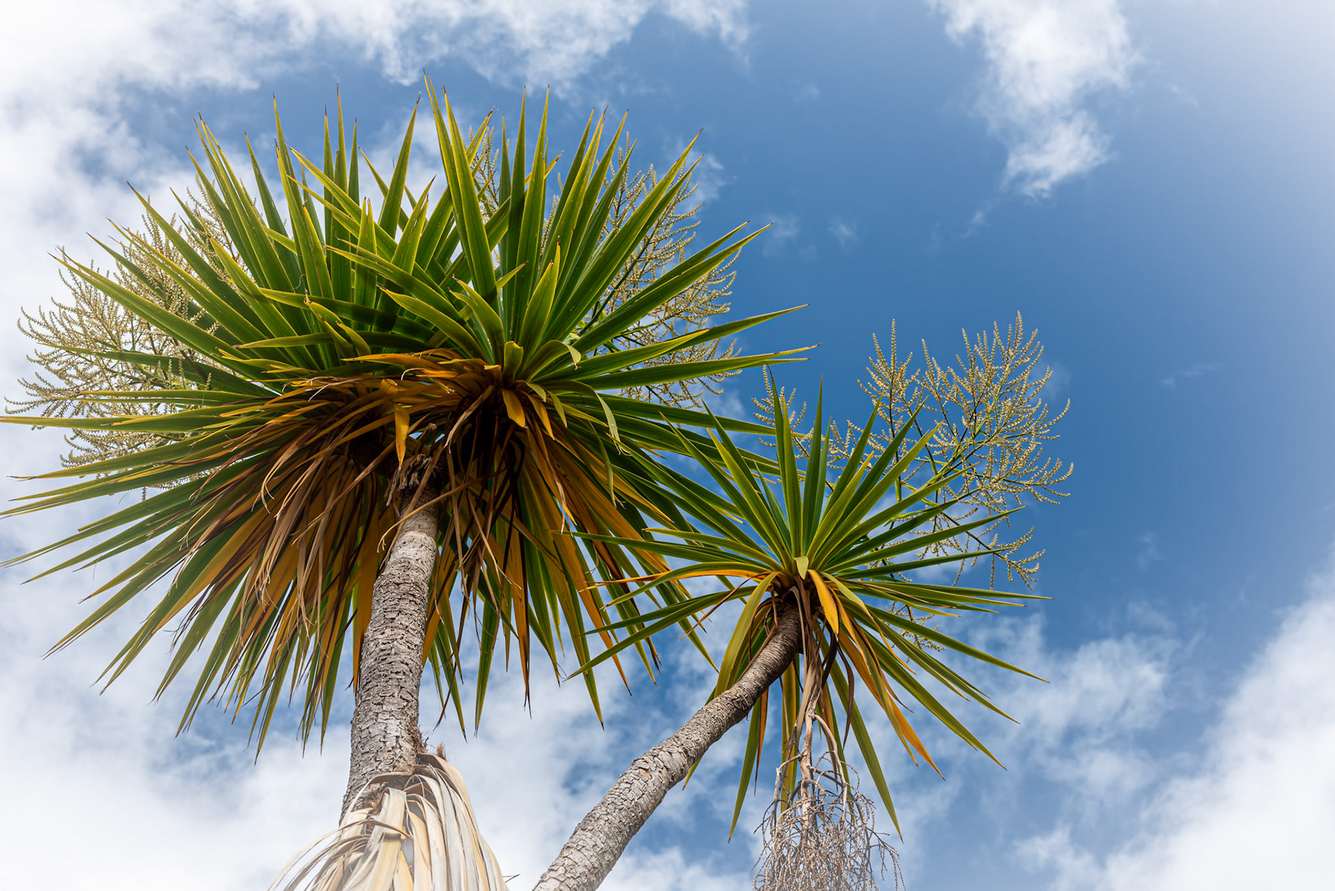 Palm trees in  New Zealand's South Island.