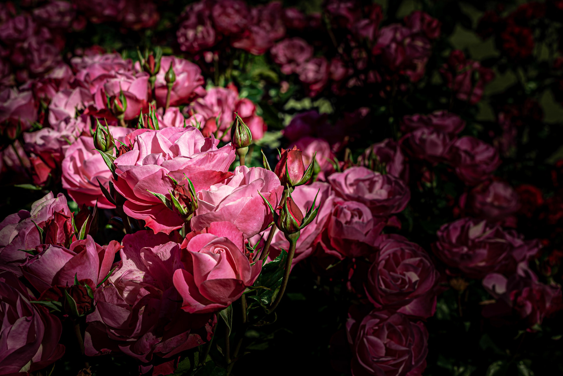 Spotlight on pink roses.
