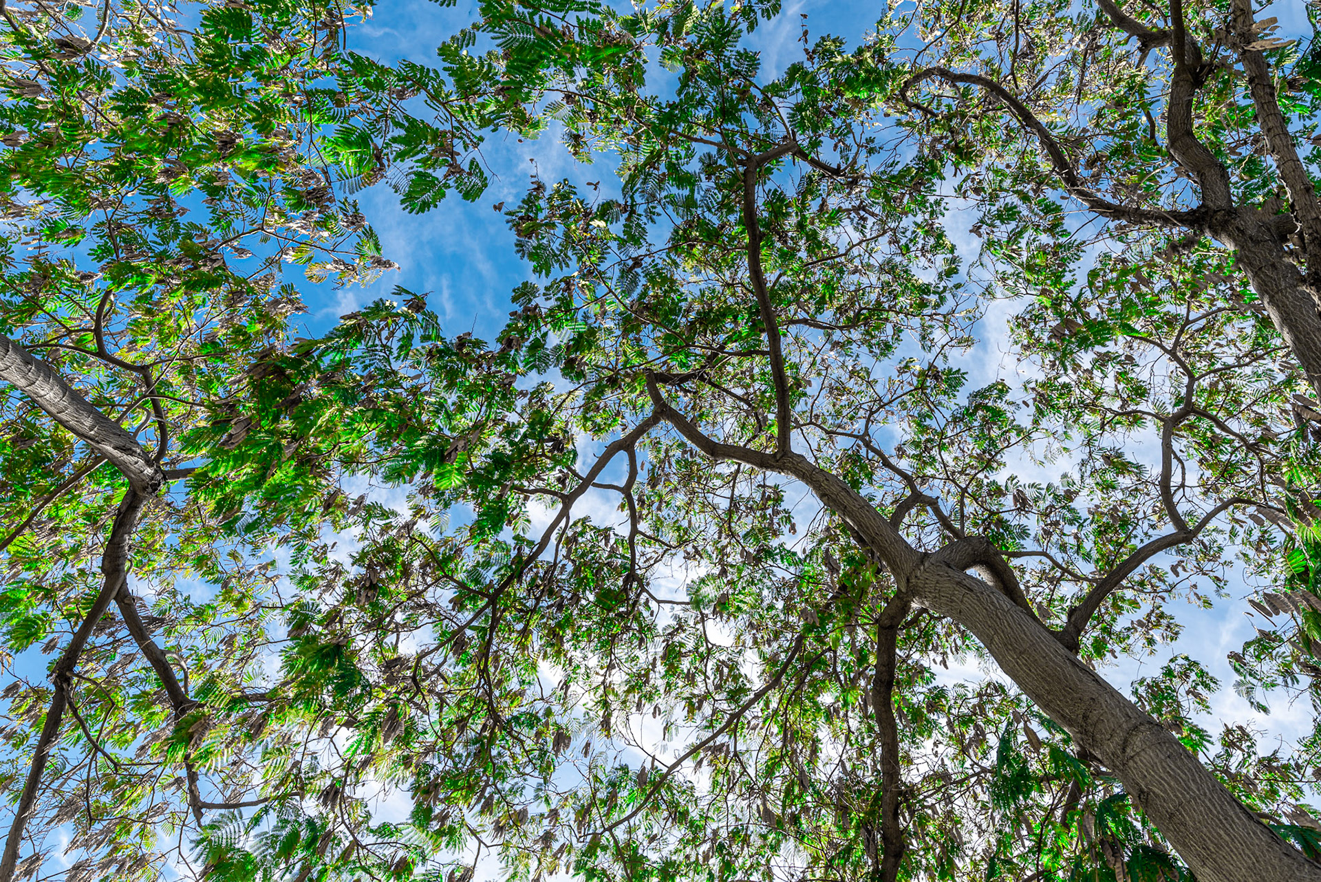 Branches with green leaves and the sky as a background in Los Angeles October 2022