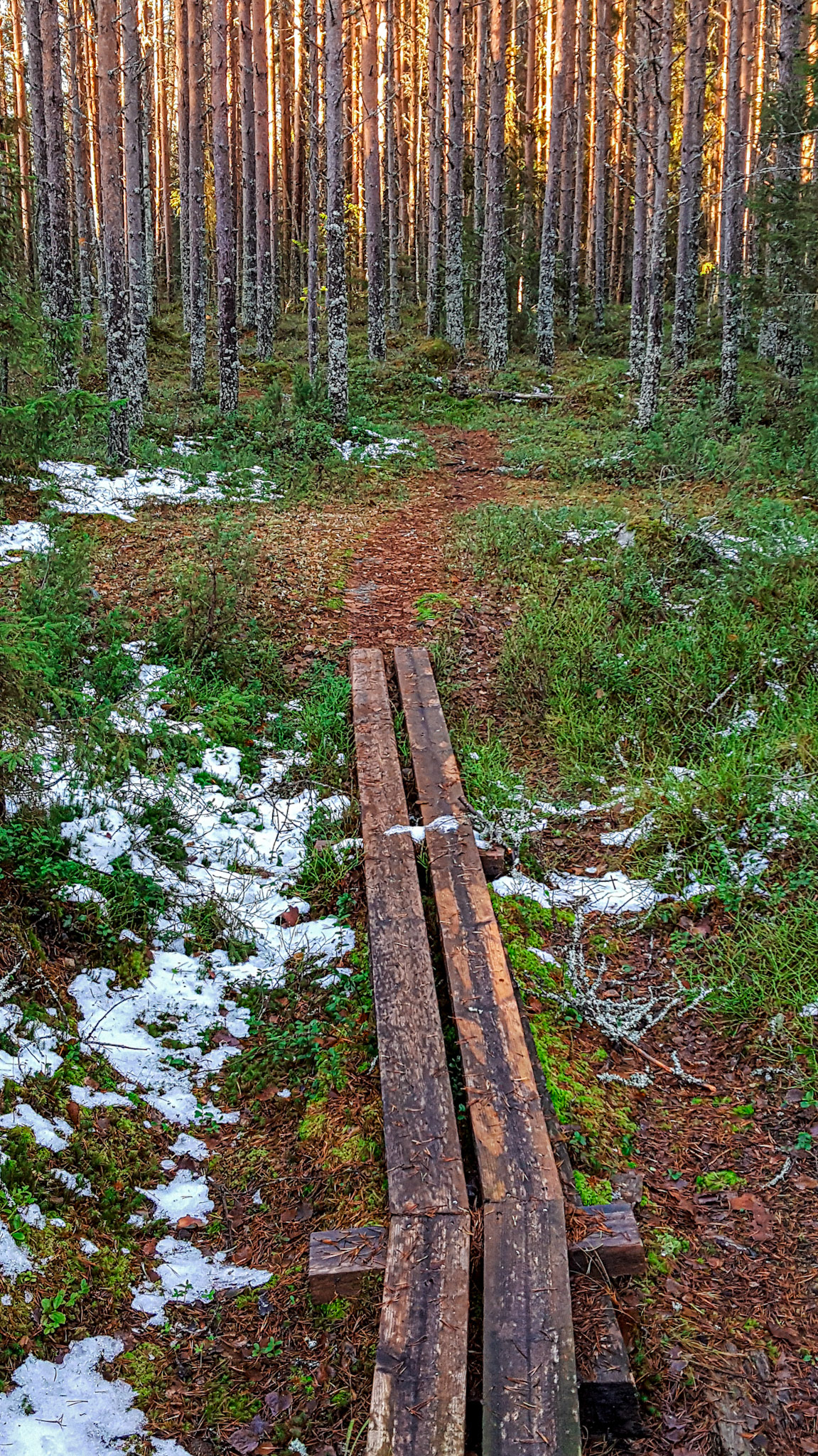 Hiking in the forest of Ängesön, Sweden at the beginning of winter.