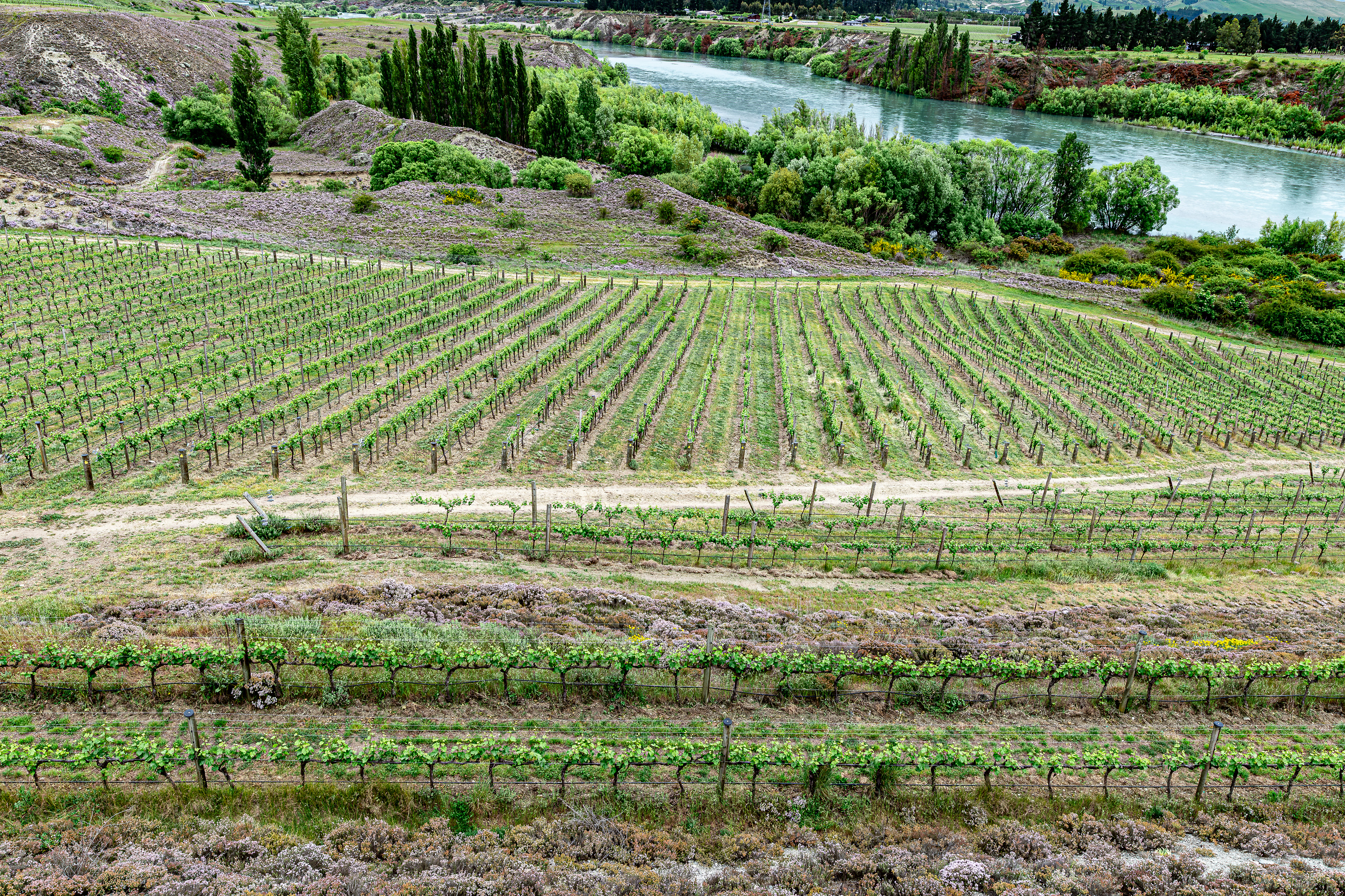 Vineyard in New Zealand