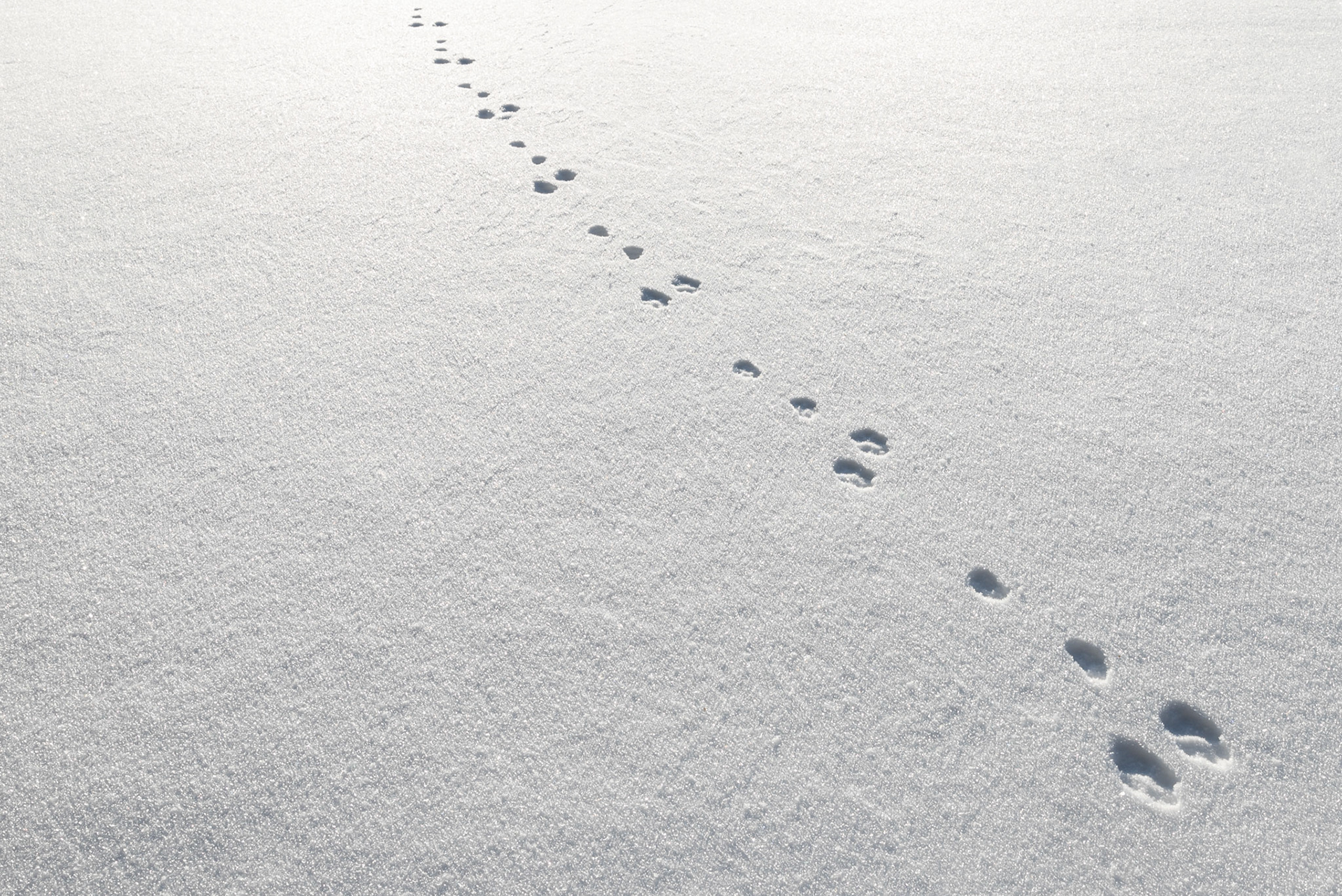 Hare tracks in freshly fallen snow in Frösön, Sweden. Cold winter day.