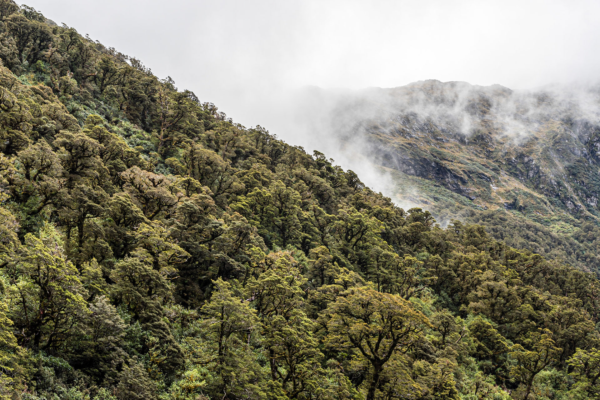 Milford Sound and fog on a mountain in November 2022. Milford Sound is known for it's beautiful nature but also for the fact that it rains very often. The day we visited Milford Sound it was nice weather.