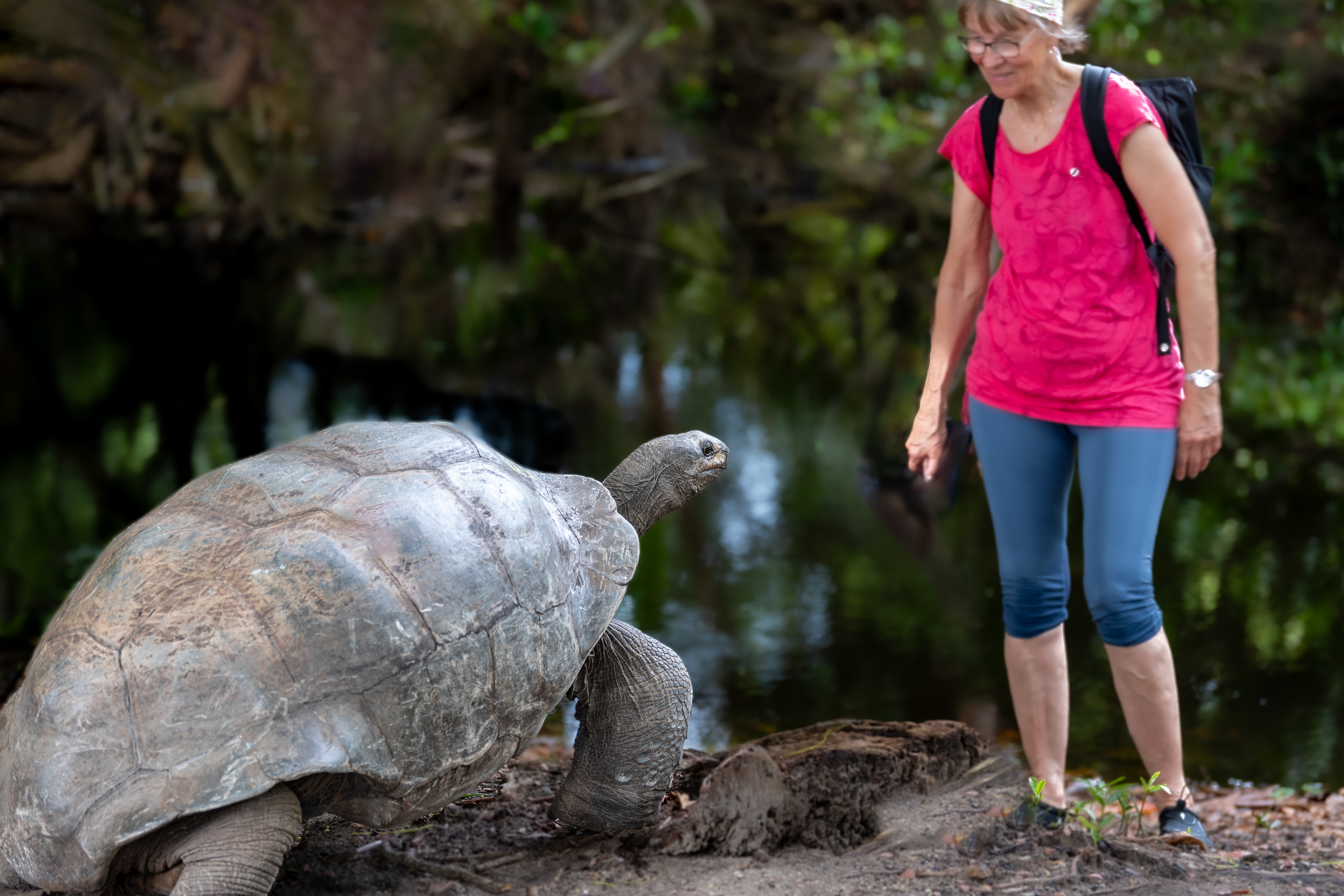 Curious giant turtoise in The Seychelles