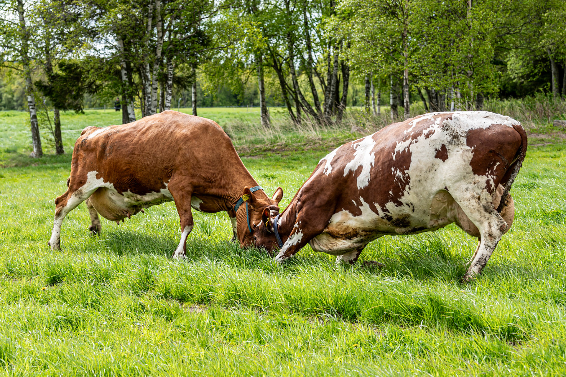 Cows fighting on green grass.