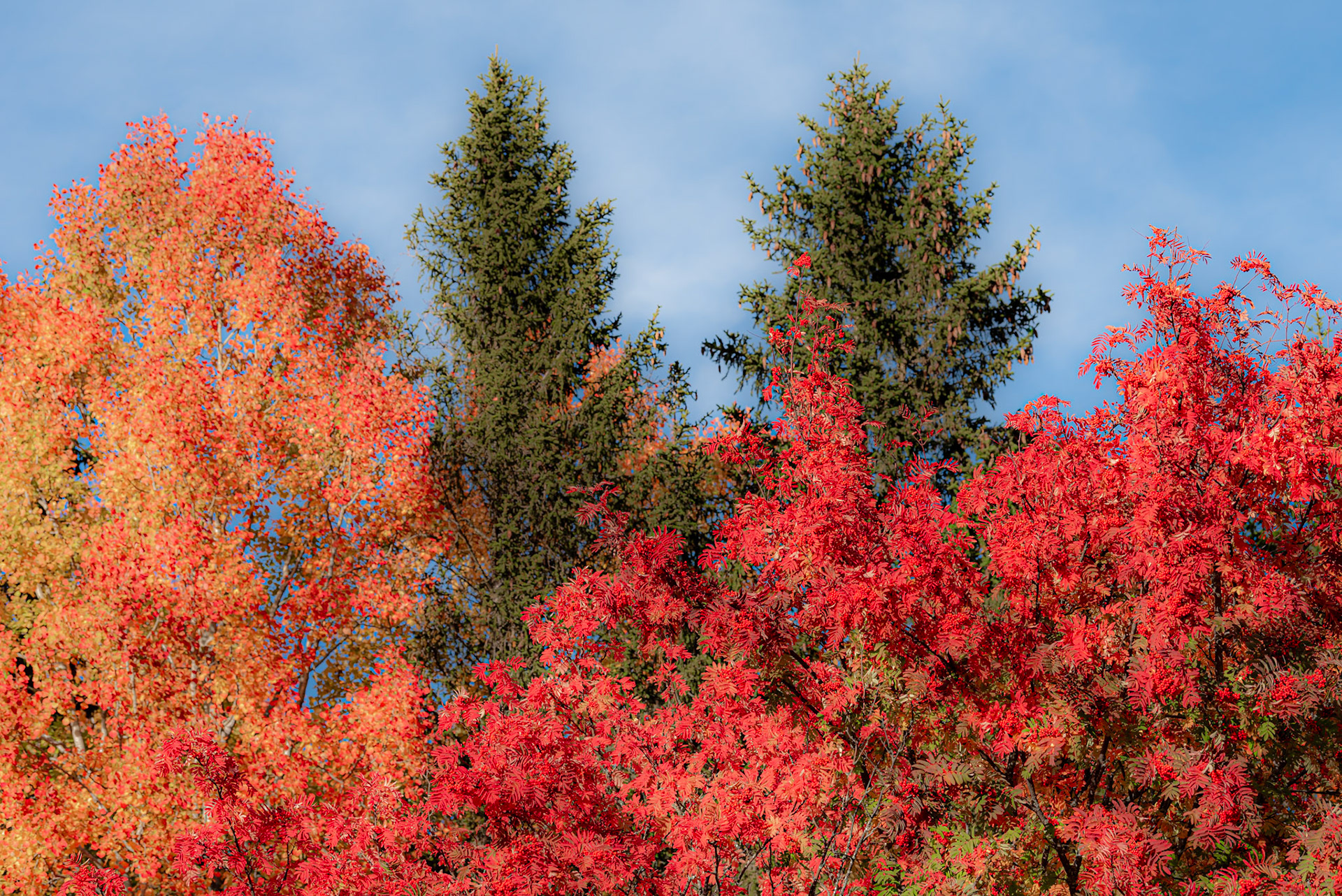 Red leaves of a rowan tree and red rowan berries in autumn. In the background, a birch with yellow leaves and firs.