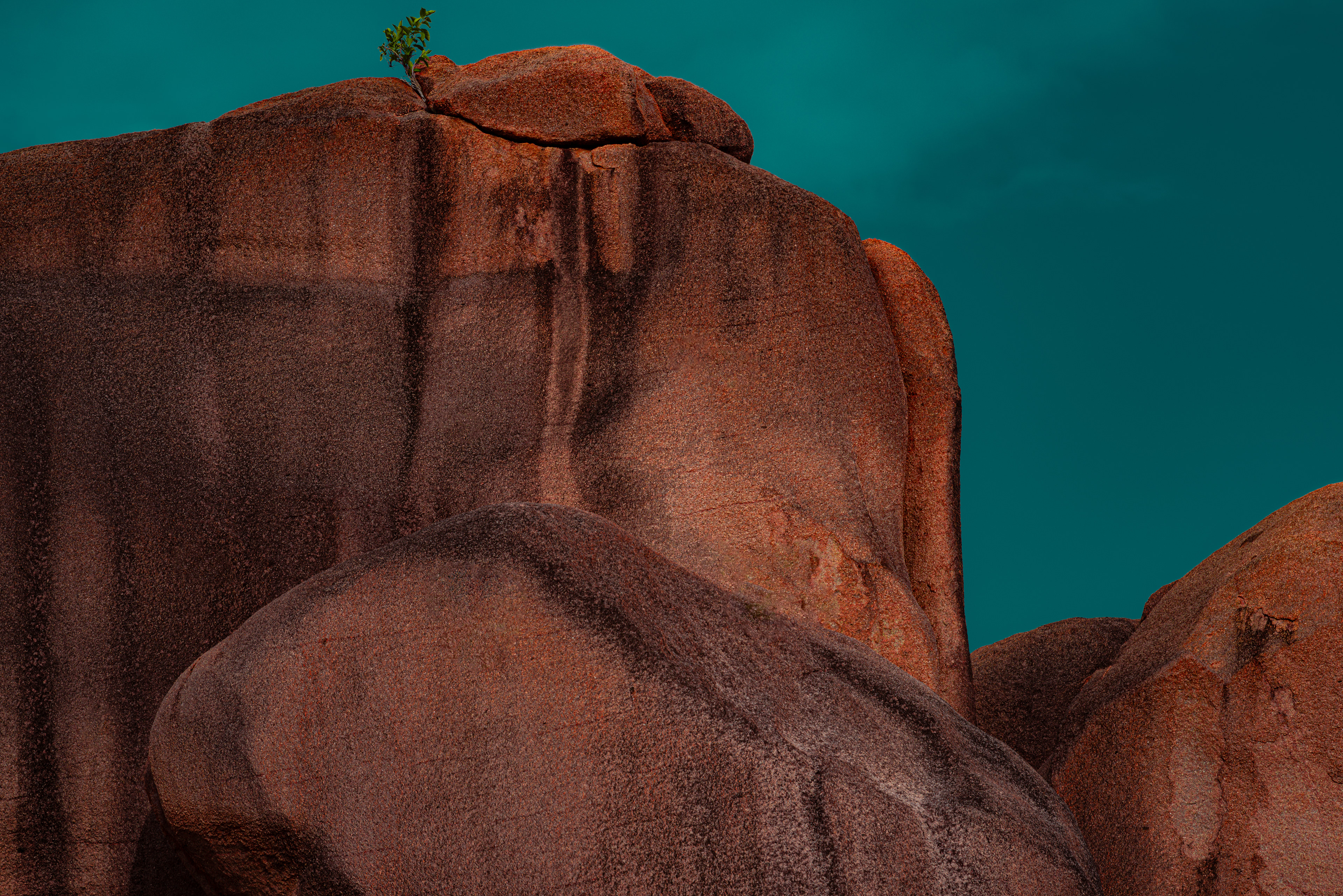 How can anything grow here? Shrub growing on a cliff in The Seychelles.