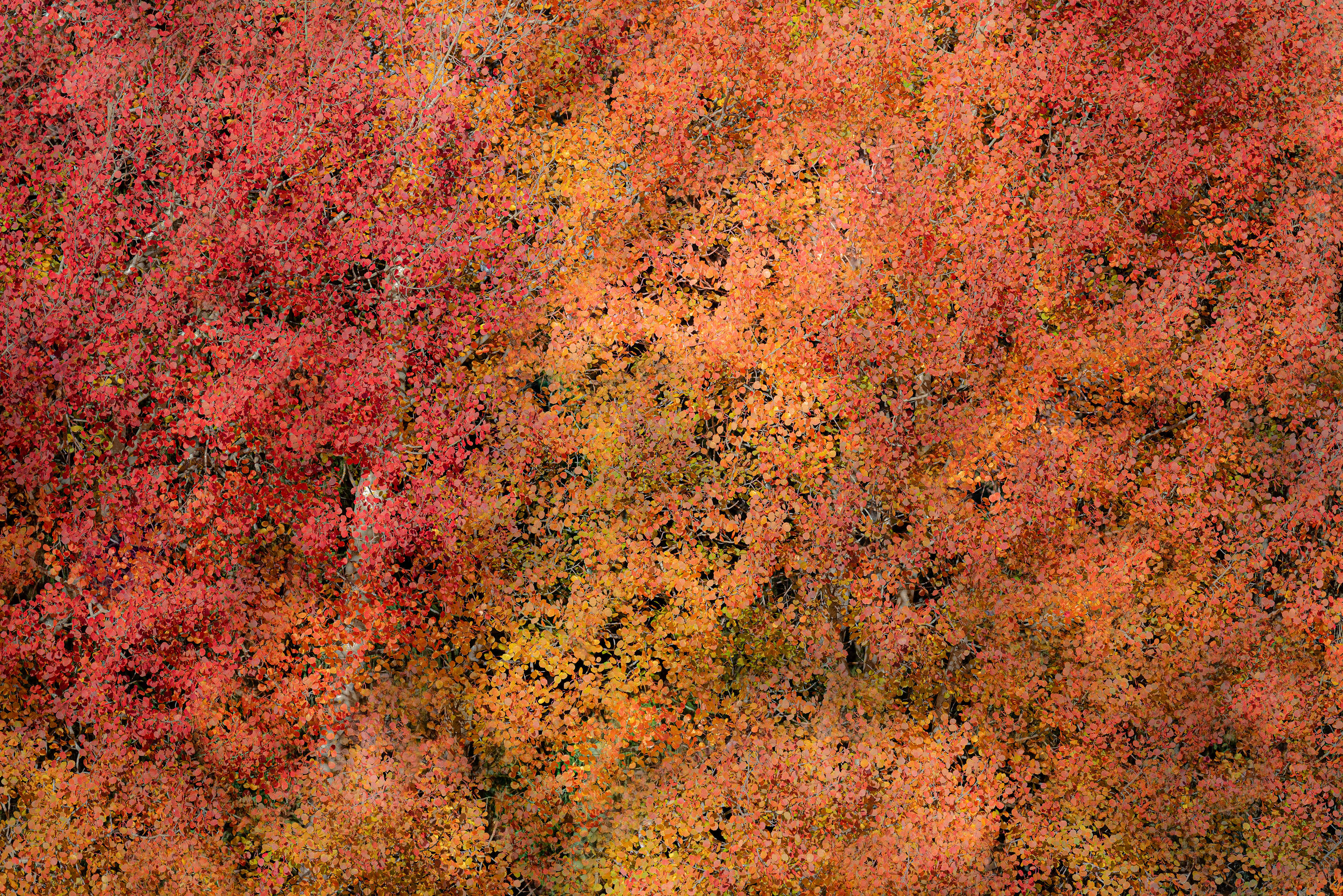 Yellow and red leaves in autumn