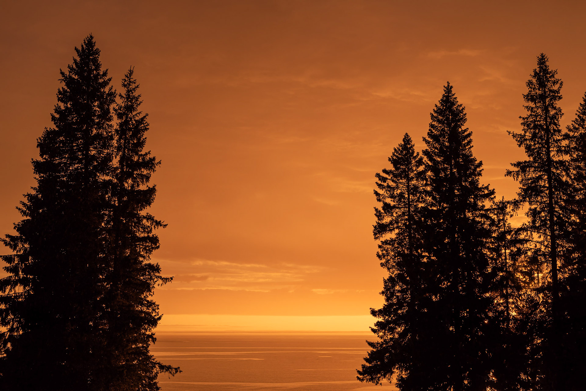 Fir trees in backlit and intense orange background. Sunset by the sea. The photo was taken a warm summer evening on Holmön  which is an island in the Bothnian Bay  close to Umeå, Sweden.