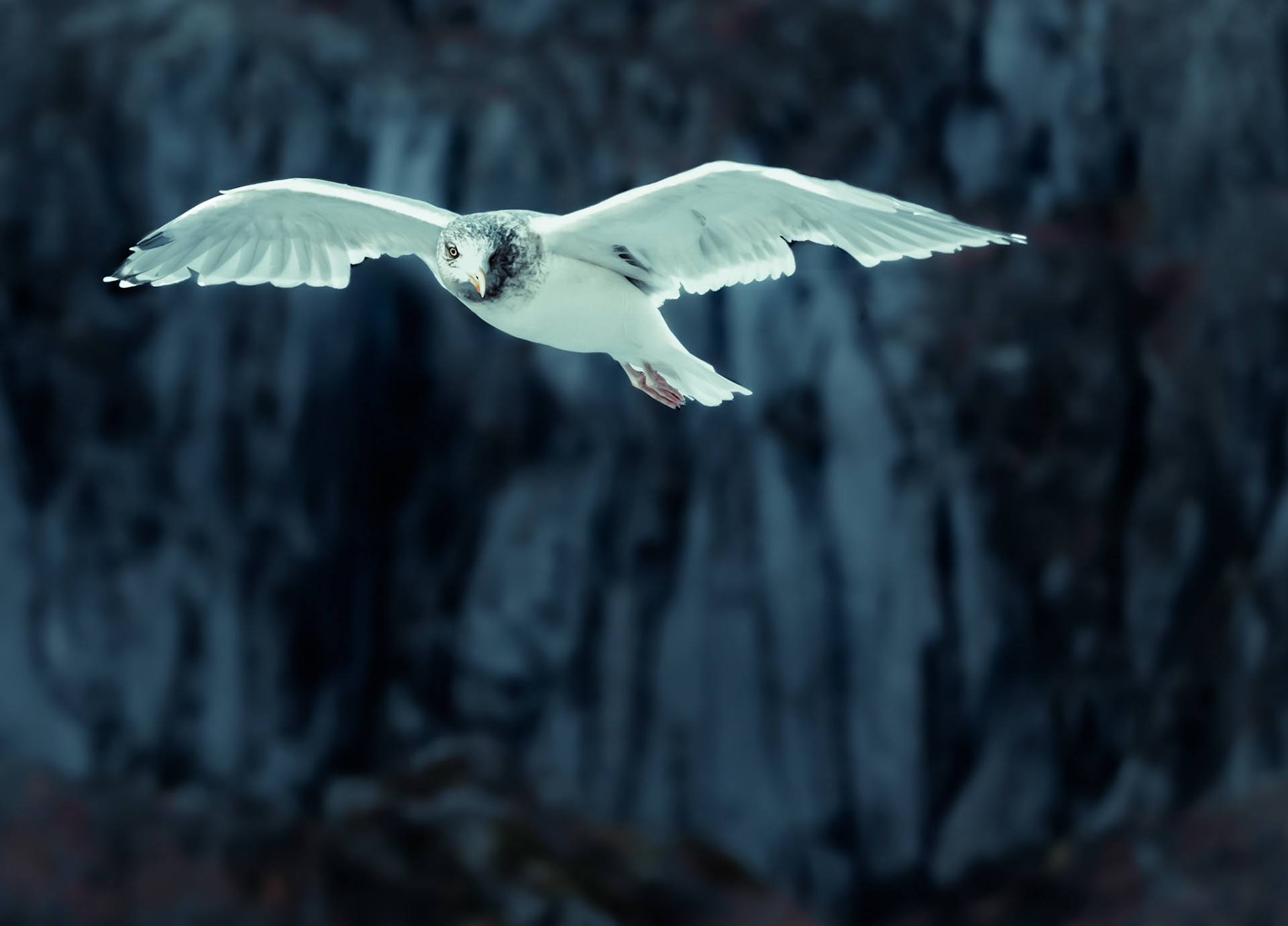Flying seagull ready to fight in the blue hour at Lofoten, Norway.