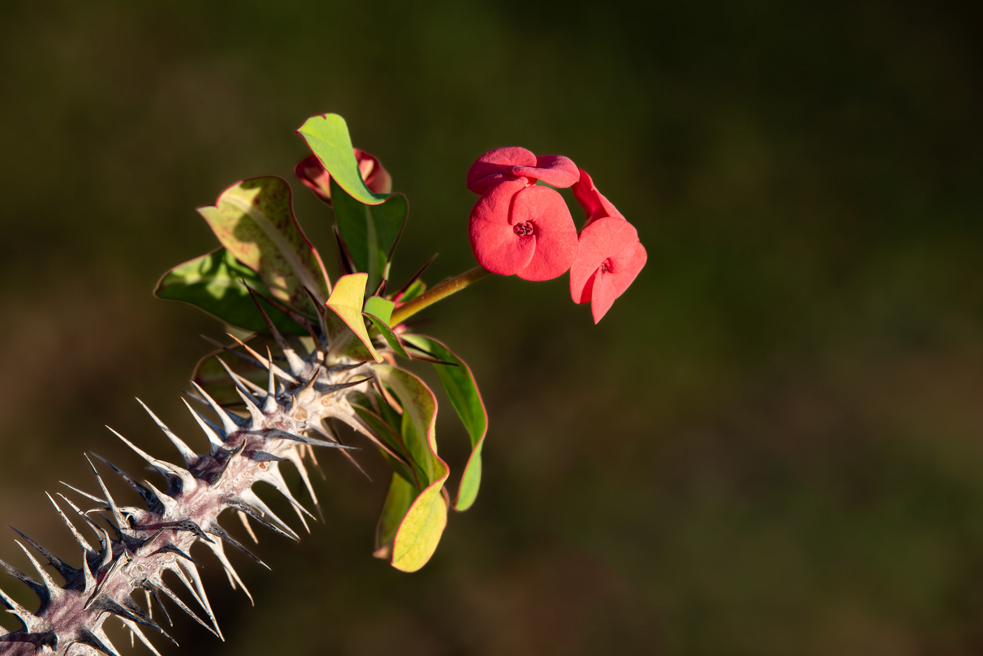 Christ plant or Christ's thorn in the first morning light at Gran Canaria.