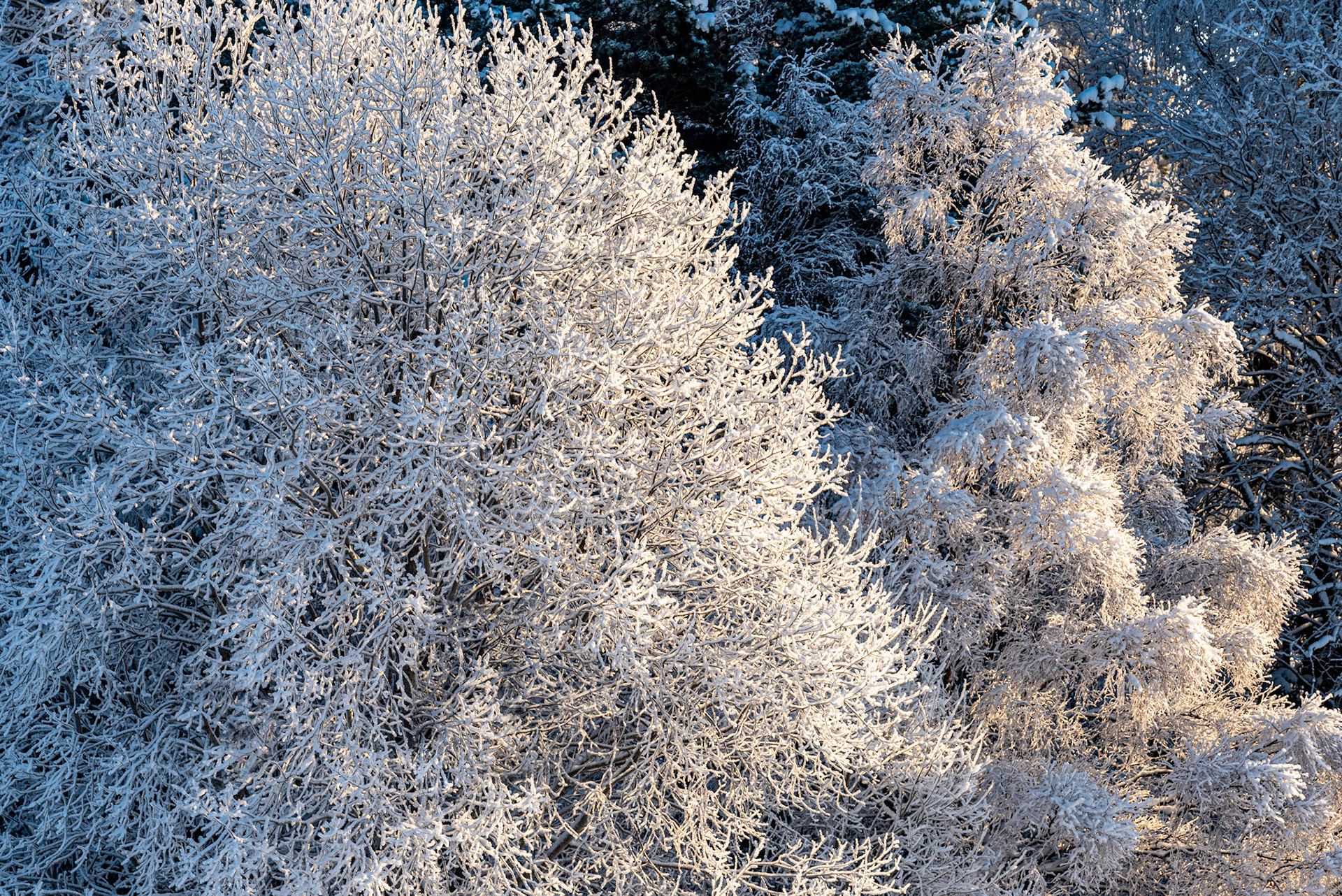 Everywhere hoarfrost on the trees a cold winter day in Frösön, Sweden .