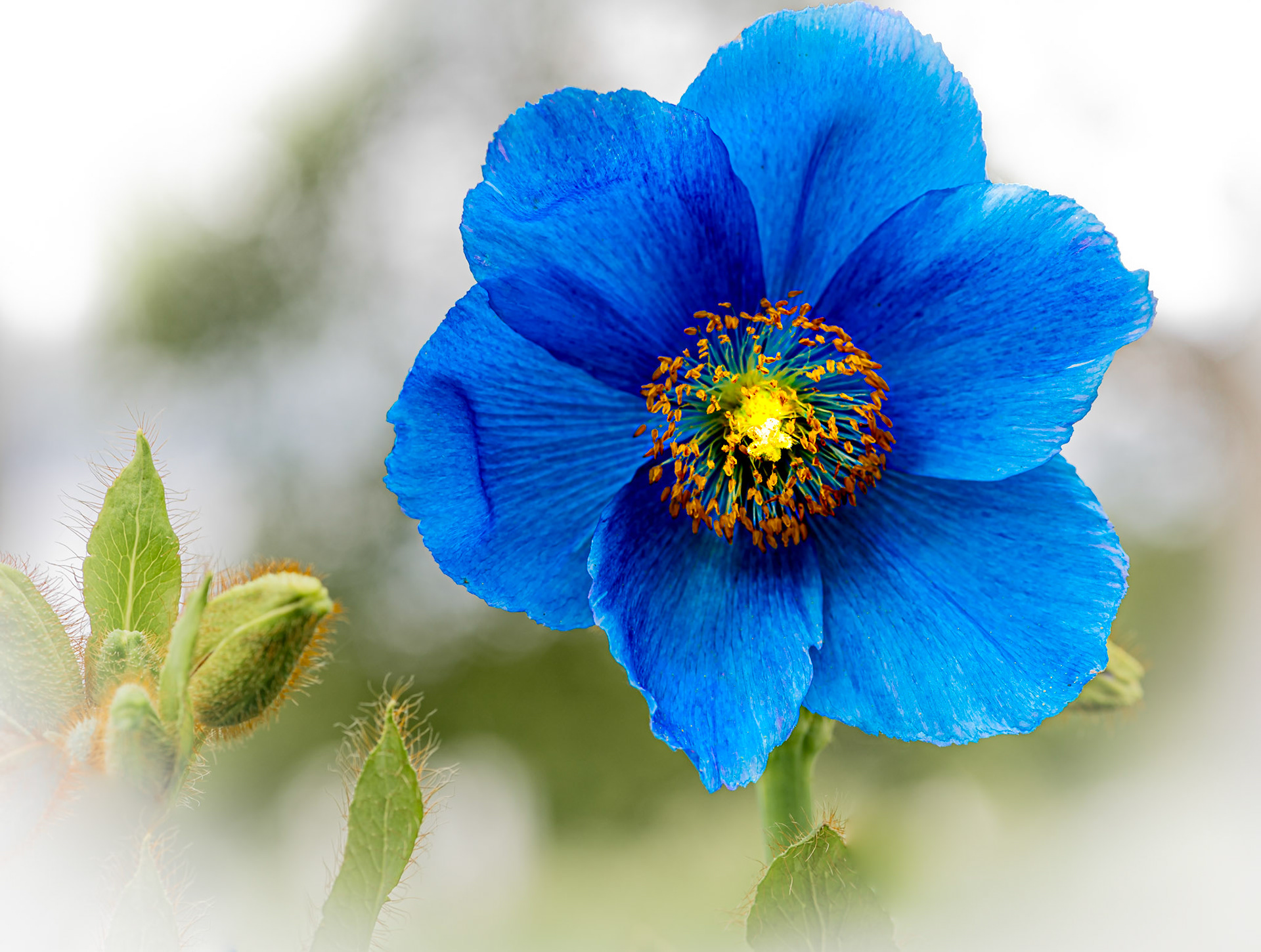 Blue poppy (meconopsis betonicifolia) in northern Norway close to Arctic Sea. Bloom in the arctic.