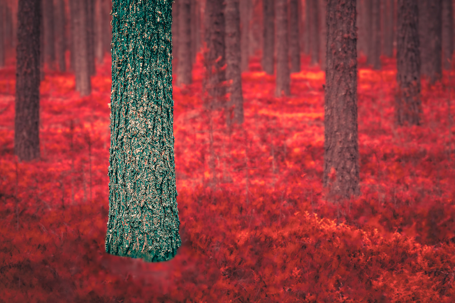 Pine trees in Sweden.