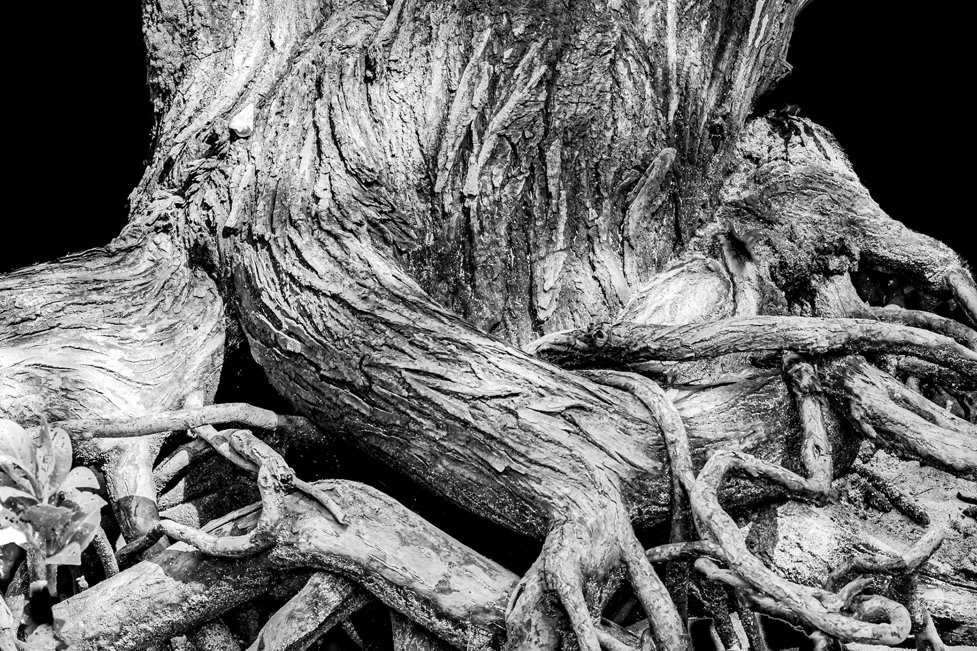 Roots in black and white. In connection with hiking on Cousine Island, The Seychelles  I saw these roots. Mangrove forest.