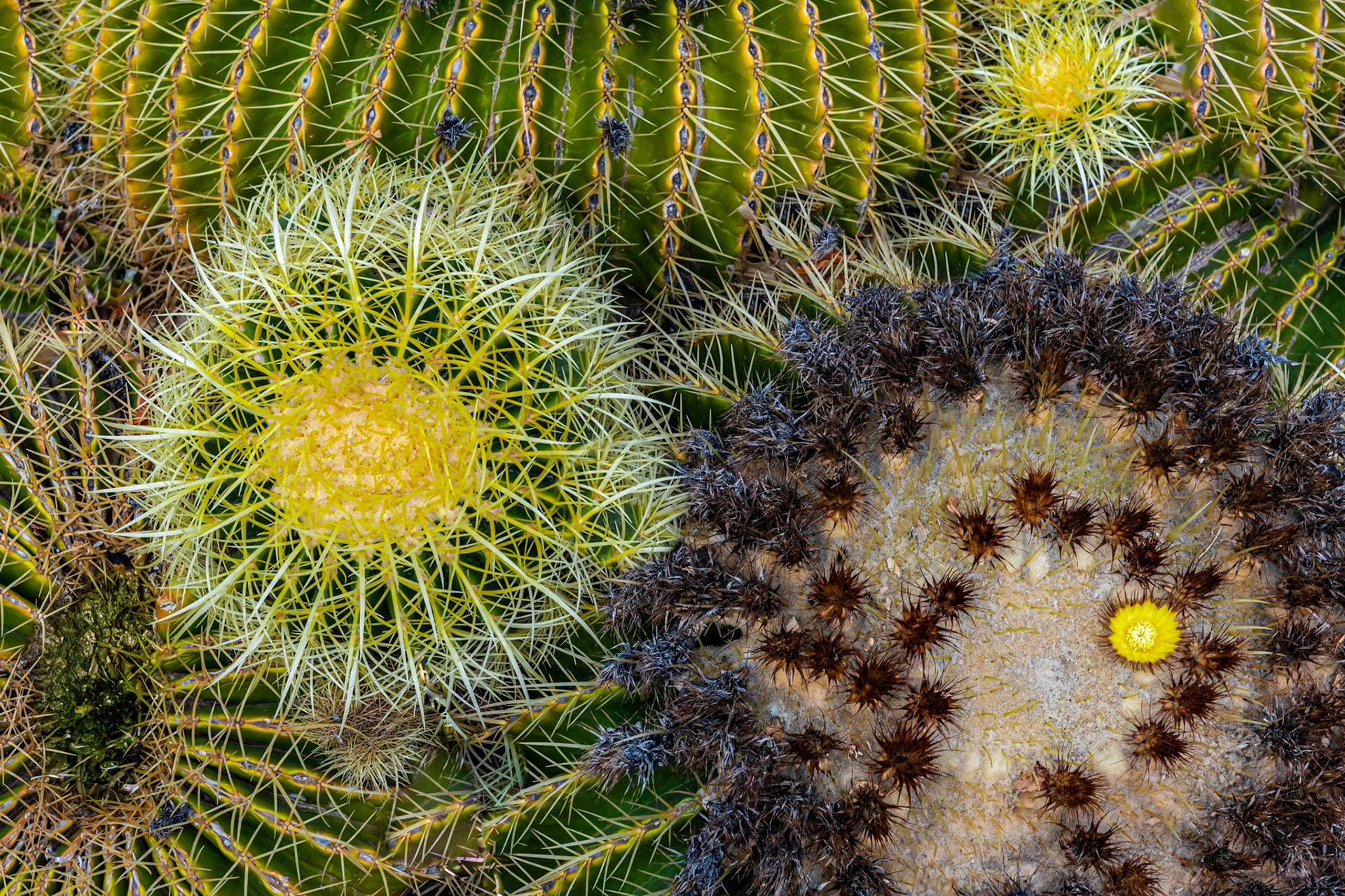 Green and yellow cactus surrounded by other cacti.