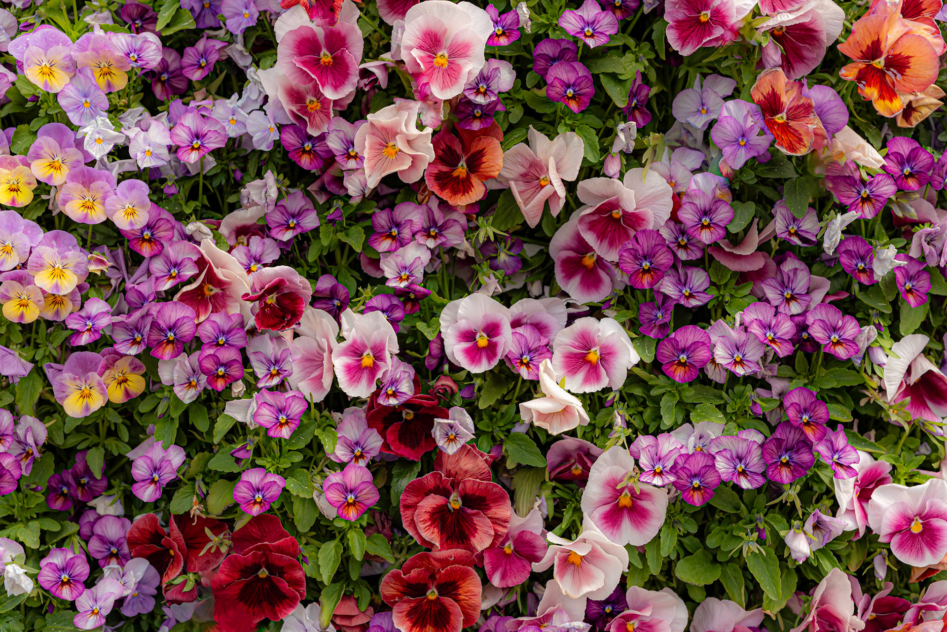 Flowers in summer.