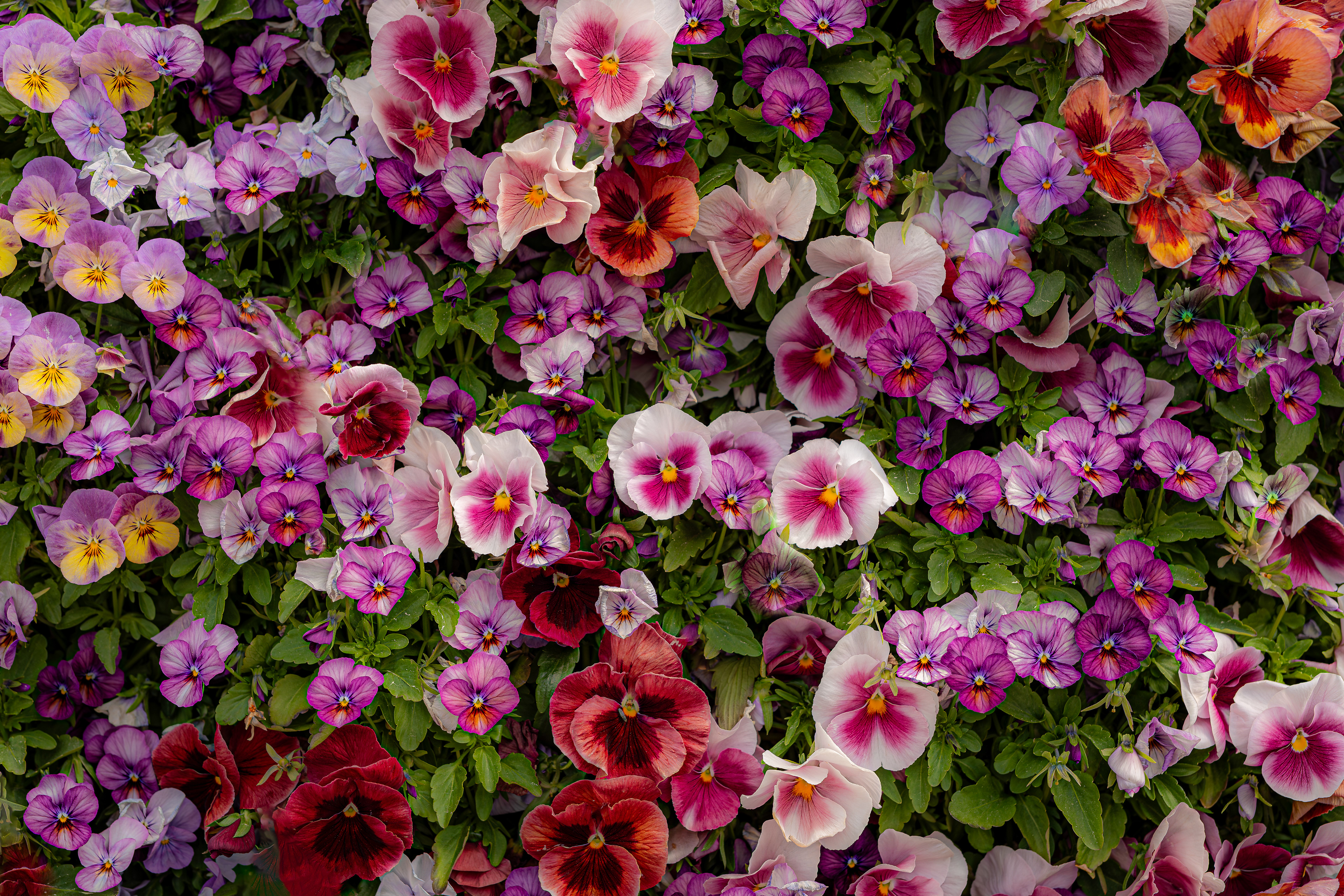 Flowers in Malmö in the beginning of June