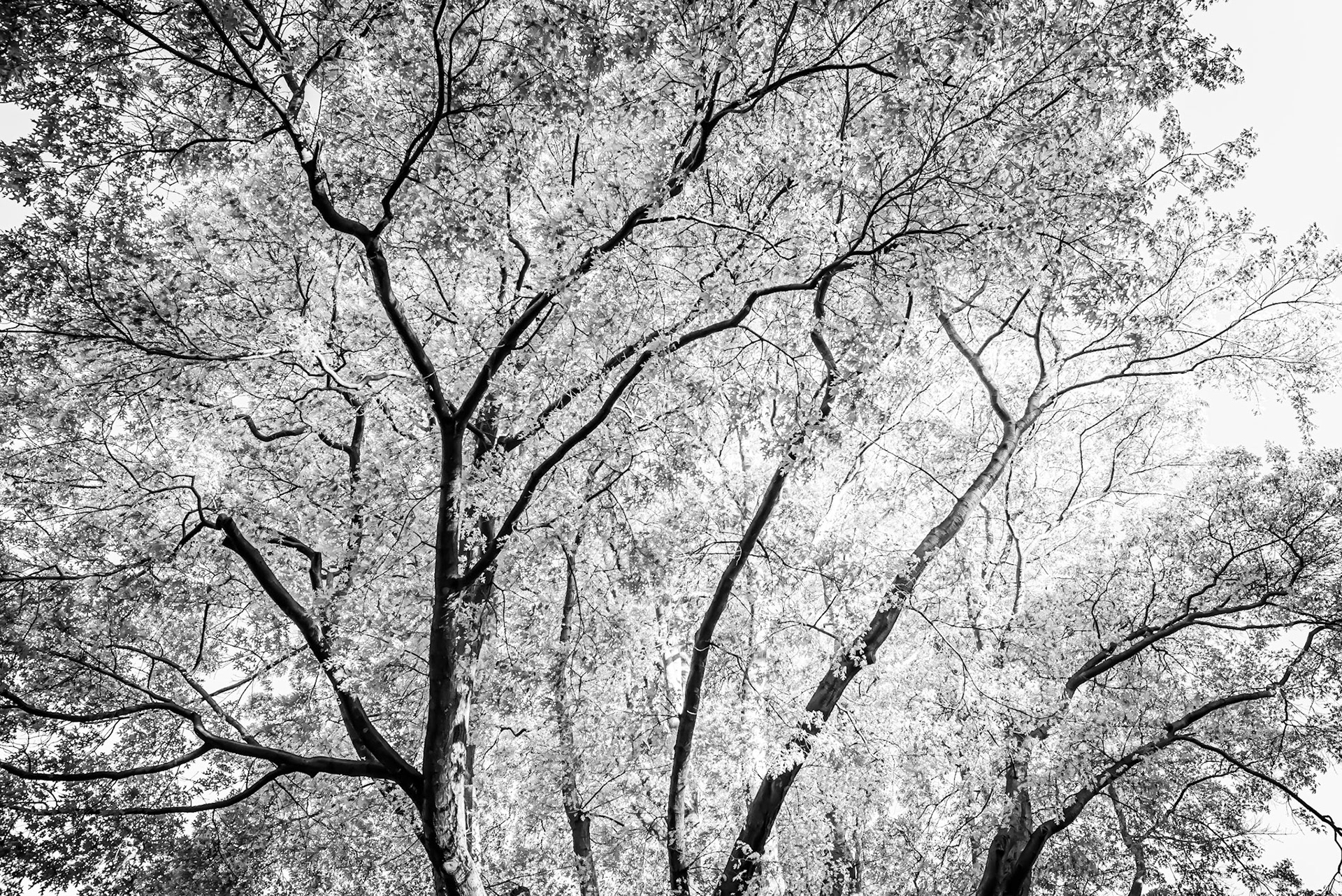 Deciduous trees in Queenstown, New Zealand.