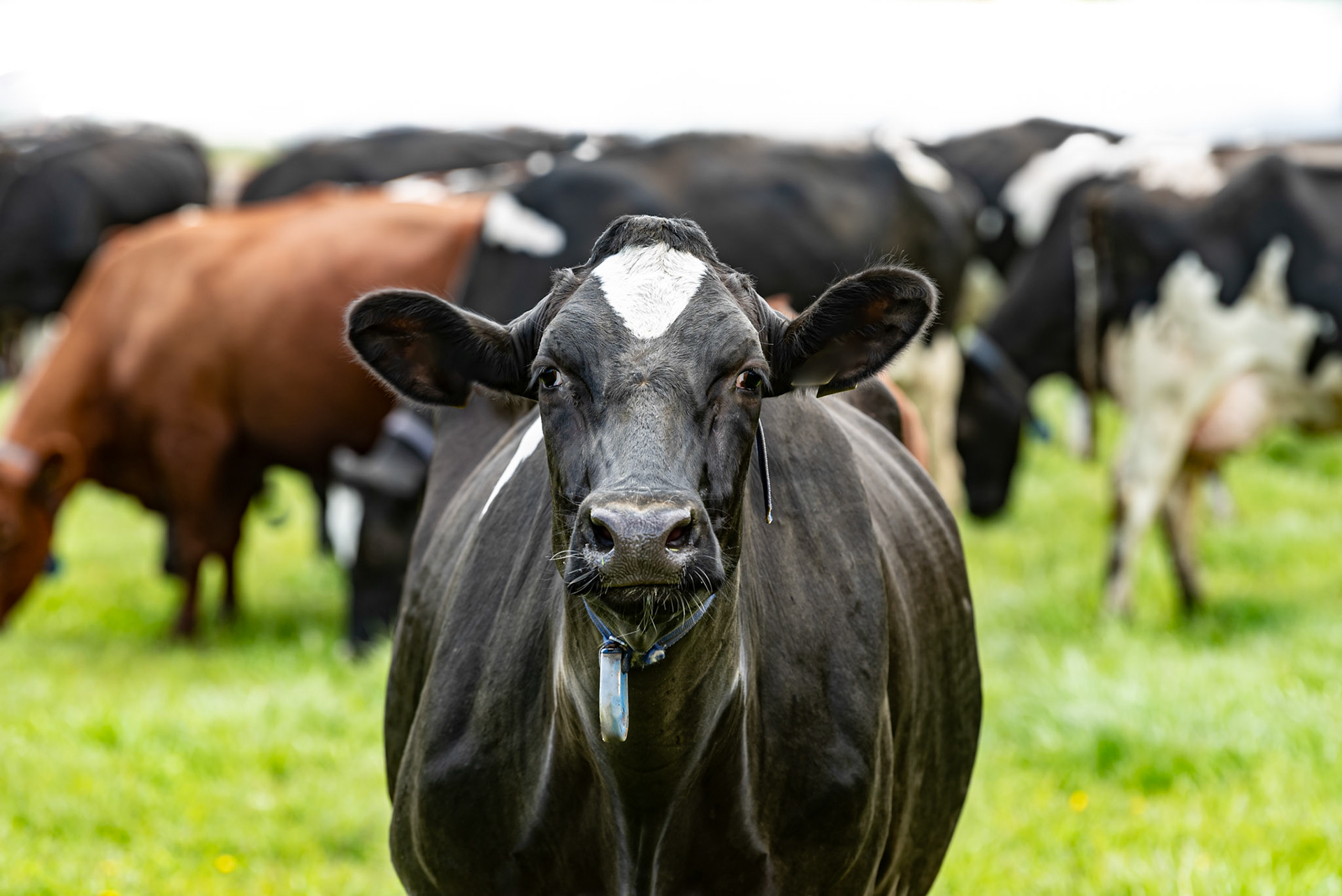 Cow in Sweden with focus. Here I am. The image was taken in Östersund, Sweden in connection with the cows coming out on green pasture for the first time after winter ("kosläpp").