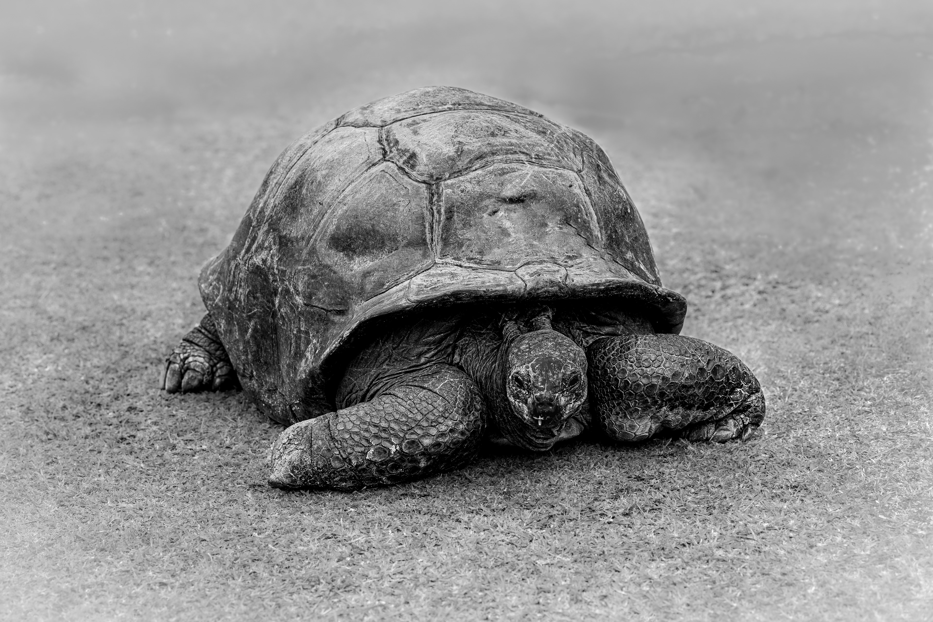 Giant tortoise in fog