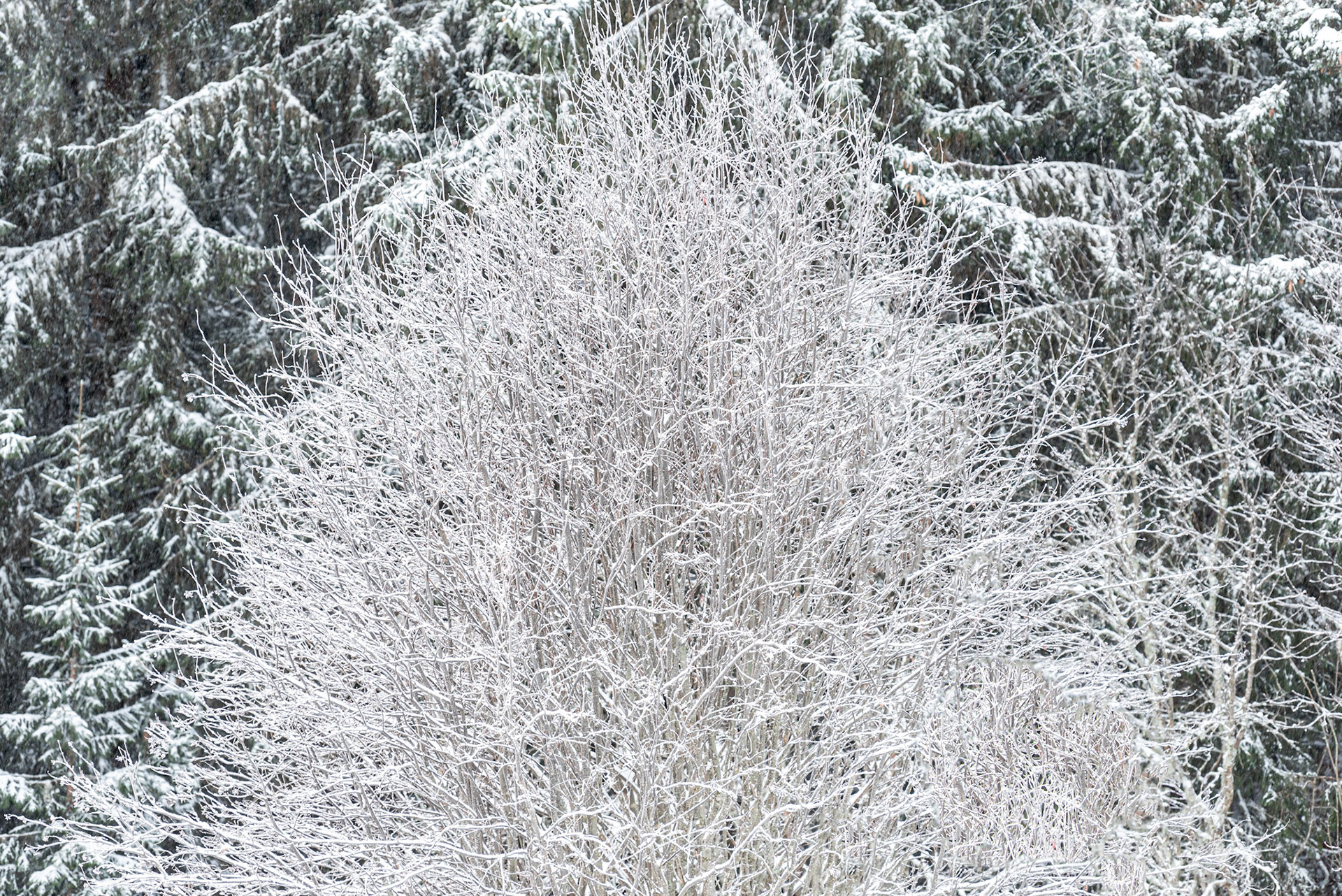 Winter in forest. Frost and snow on the trees in Frösön, Sweden. It was a cold day with snowfall. The image was taken in connection with skiing Januari 2023.