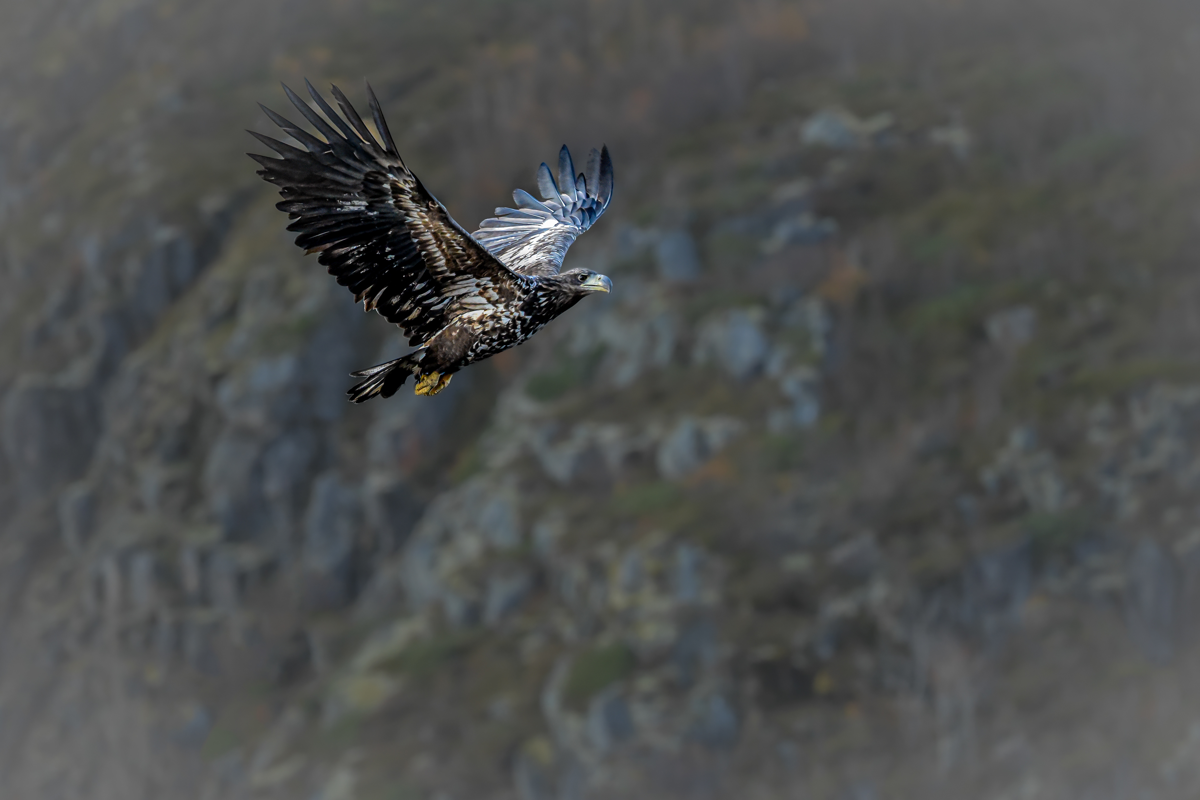 Sea eagle in a Norwegian fiord