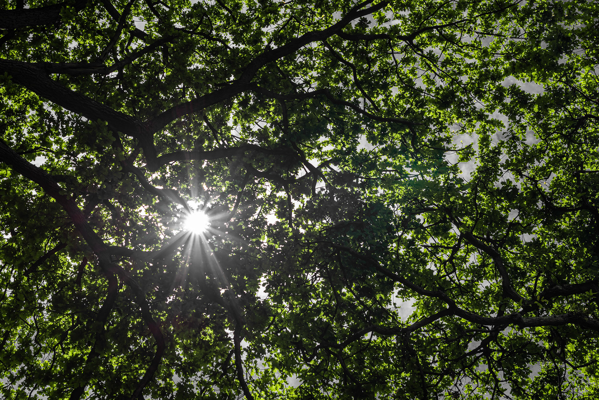 Streak of sunlight through leaves of a tree photographed from below in Christchurch, New Zealand.
