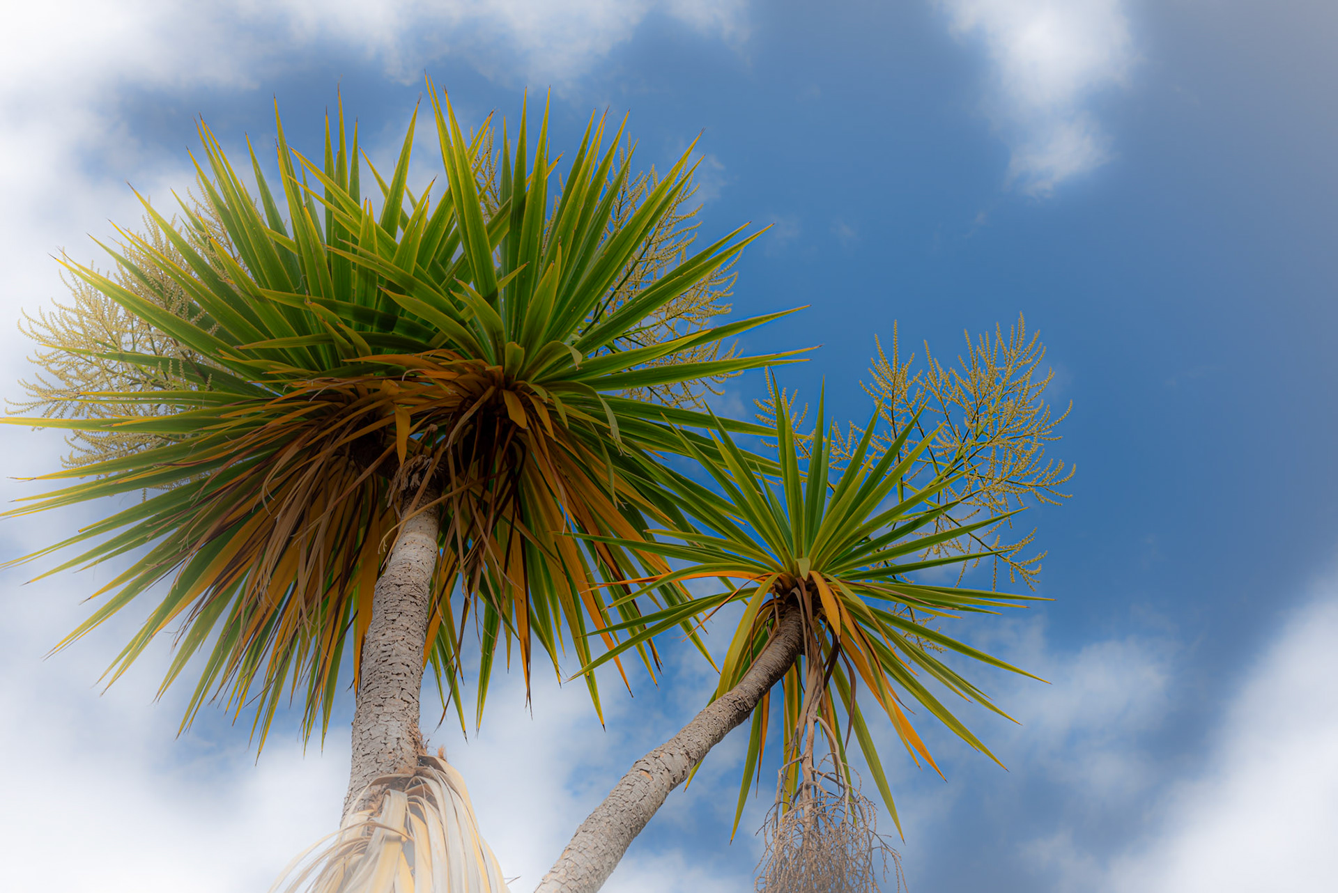 Palm trees in New Zealand's South Island.