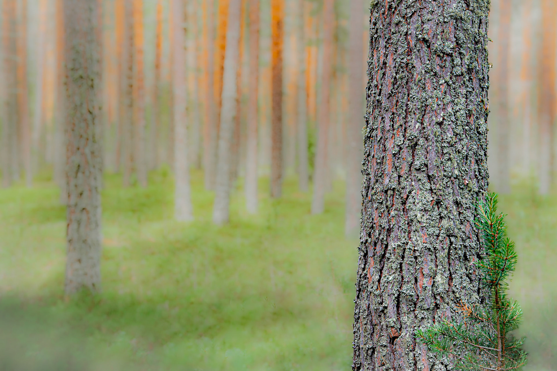 Pine trees in Furudal, Sweden.