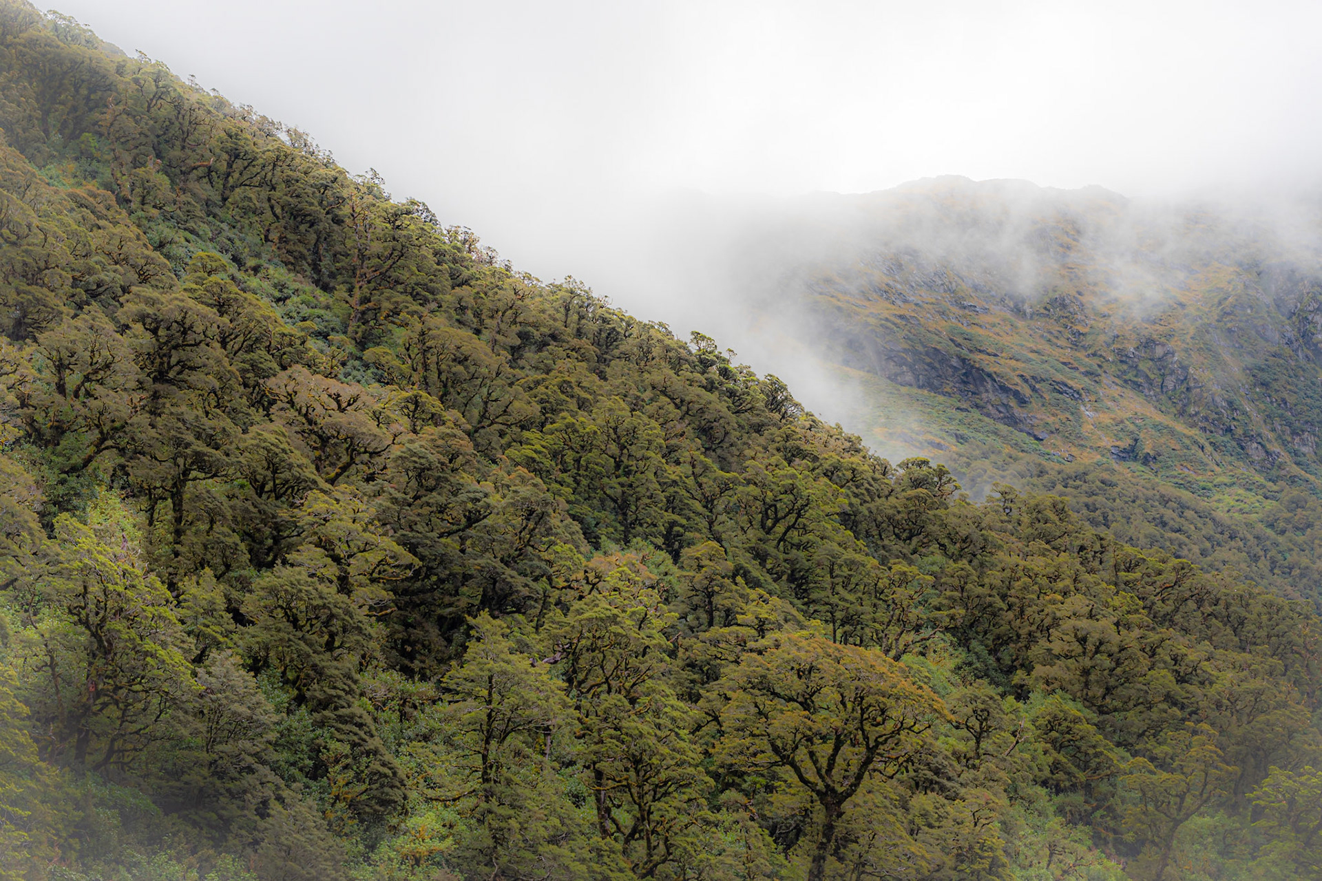 Milford Sound in New Zealand and fog in the forest. Milford Sound is known for it's beautiful nature but also for the fact that it rains very often. The day we visited Milford Sound it was fog in the beginning but later very nice weather.