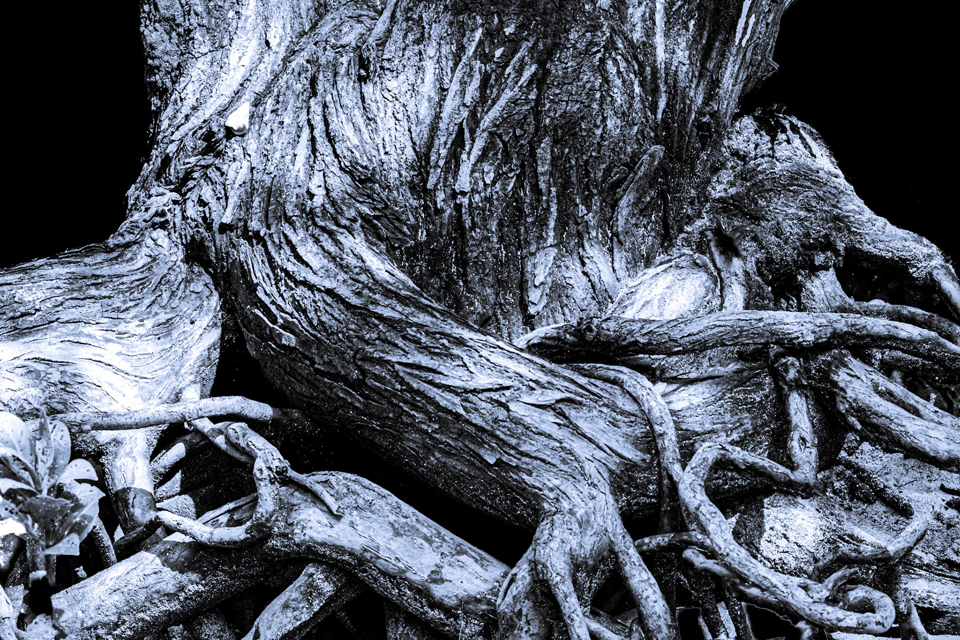 Roots in black and white. In connection with hiking on Cousine Island, The Seychelles I saw these roots. Mangrove forest.