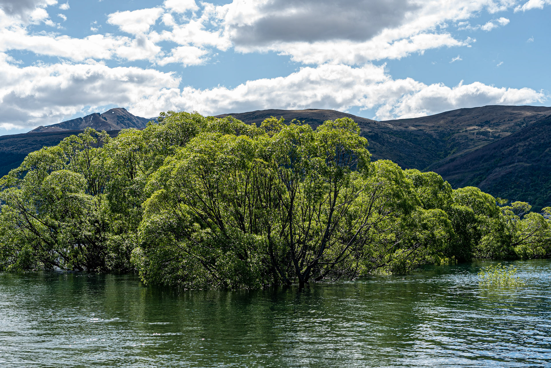 Trees in the water in Lake Wakatipu in Queenstown, New Zealand in November 2022. The image was taken in connection with hiking during the spring in New Zealand.
