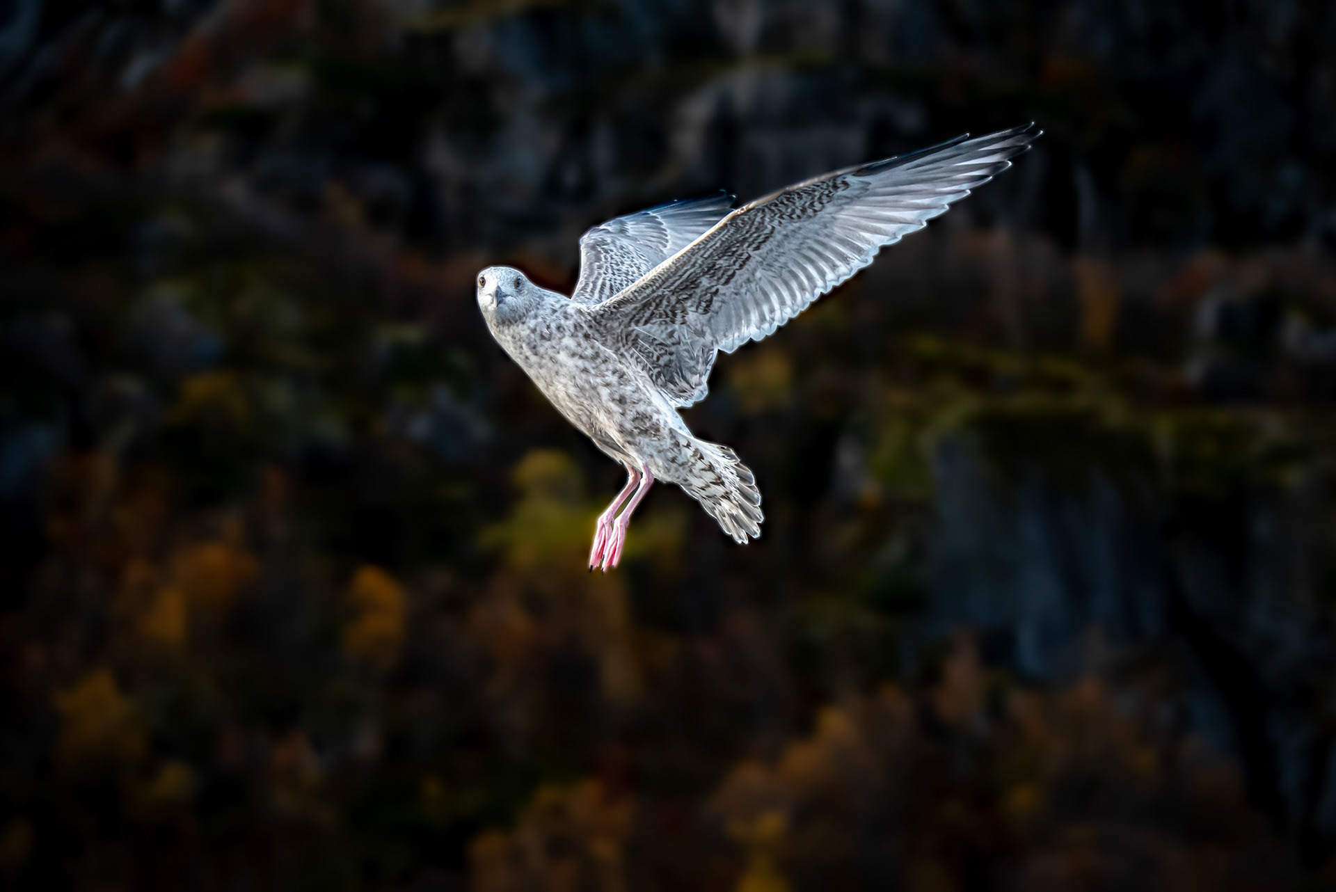 Flying seagull with clear focus in Trollfjorden, Norway.