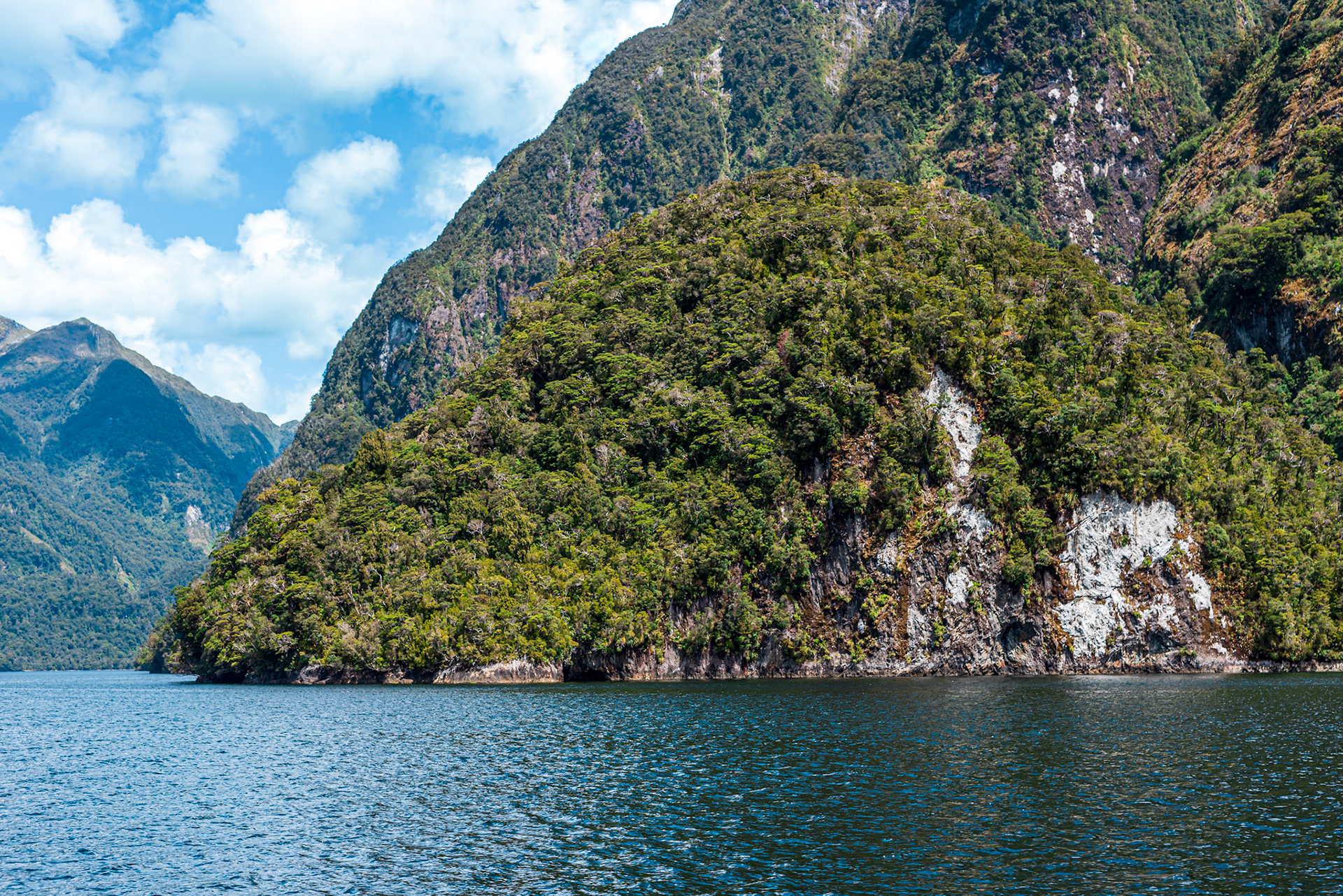 Doubtful Sound and forest on a mountain side in November 2022. It was a sunny and warm day. During the trip, we could see penguins