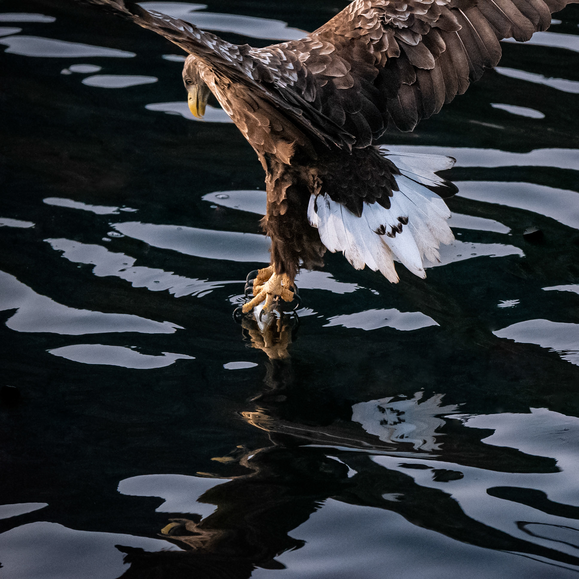 Sea eagle taking a fish. The image was taken in connection with a trip along the Norwegian coast.