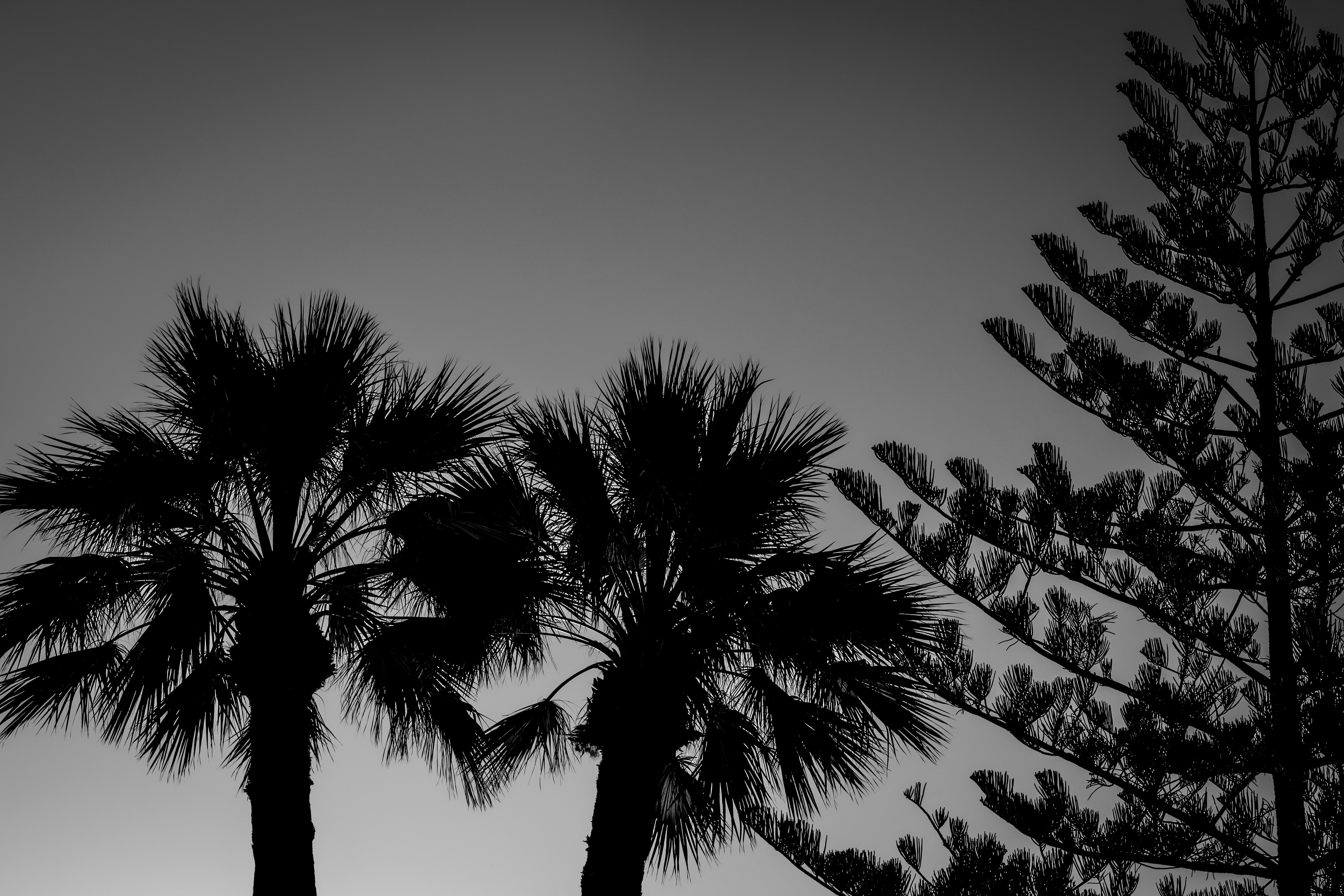 Trees in San Agustin on the south coast of Gran Canaria.