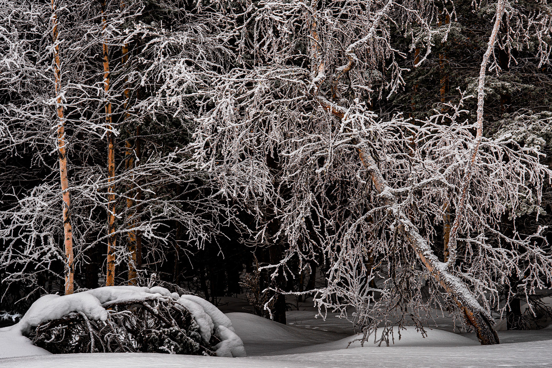 Birches after snowfall. Cold winter day in Jämtland, Sweden.