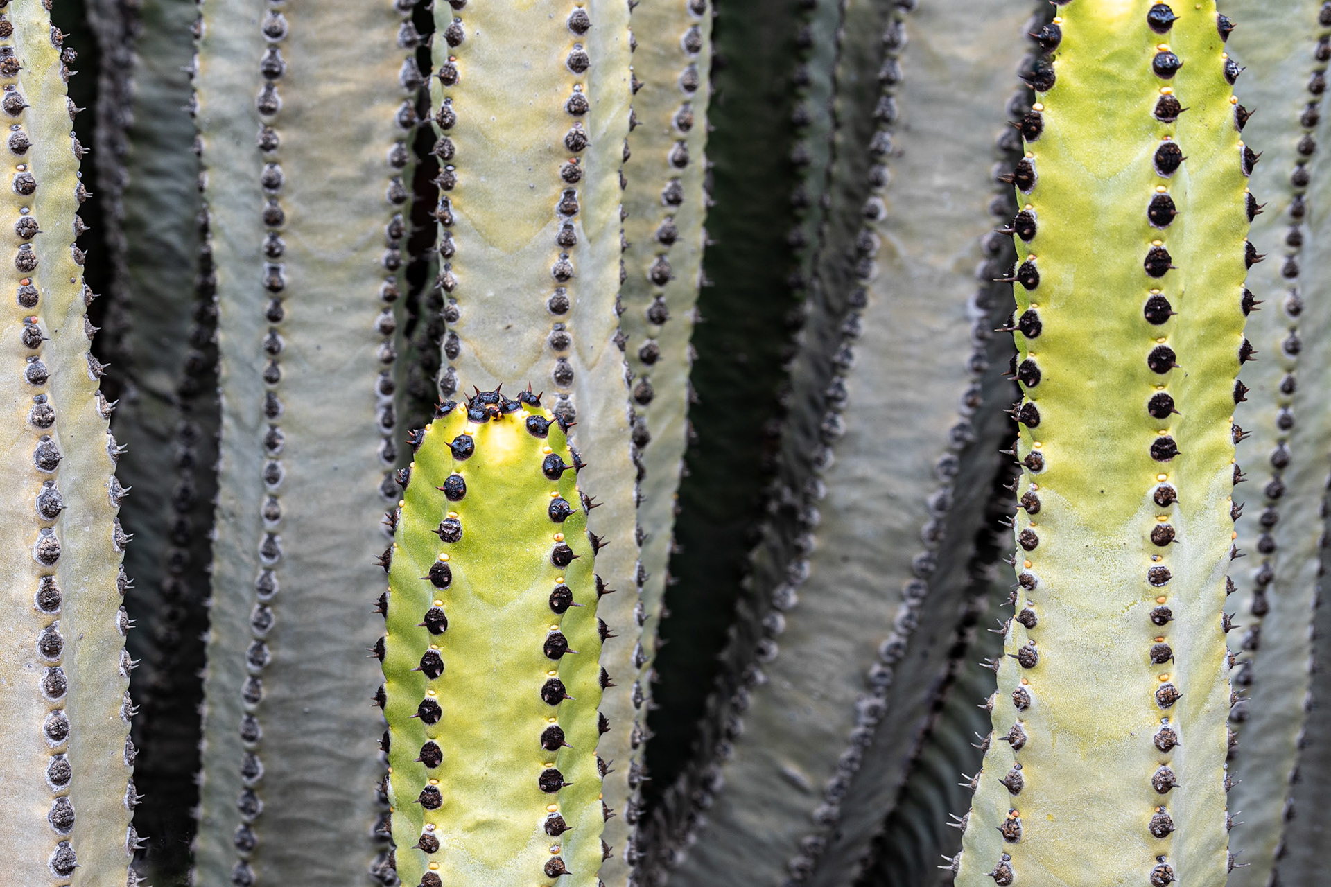 Hiking trails on Gran Canaria are often surrounded by cacti of different sizes and color. This photo was taken during hiking between Arguineguín and Puerto Rico in October 2024.