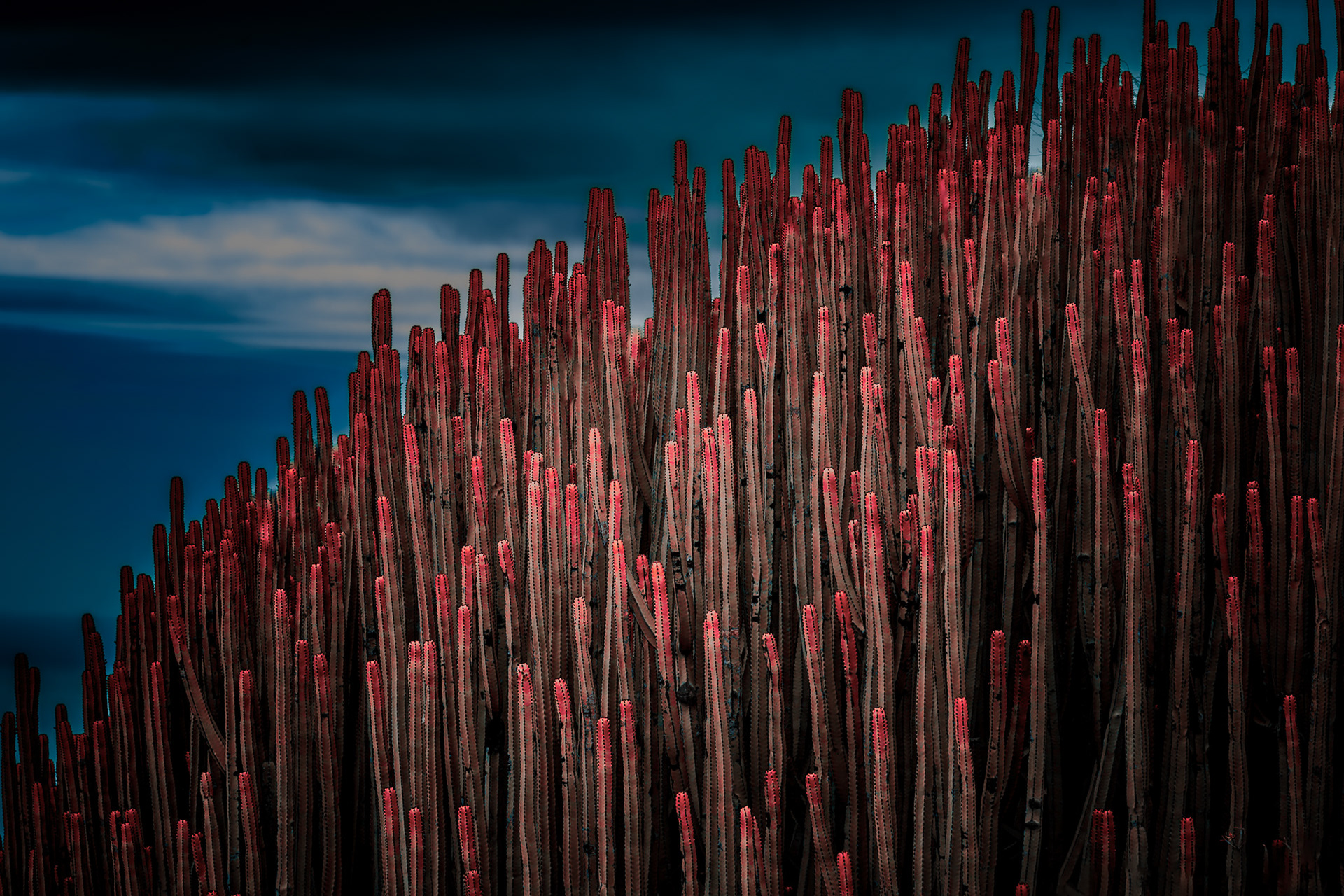 Cacti in the mountains of Gran Canaria
