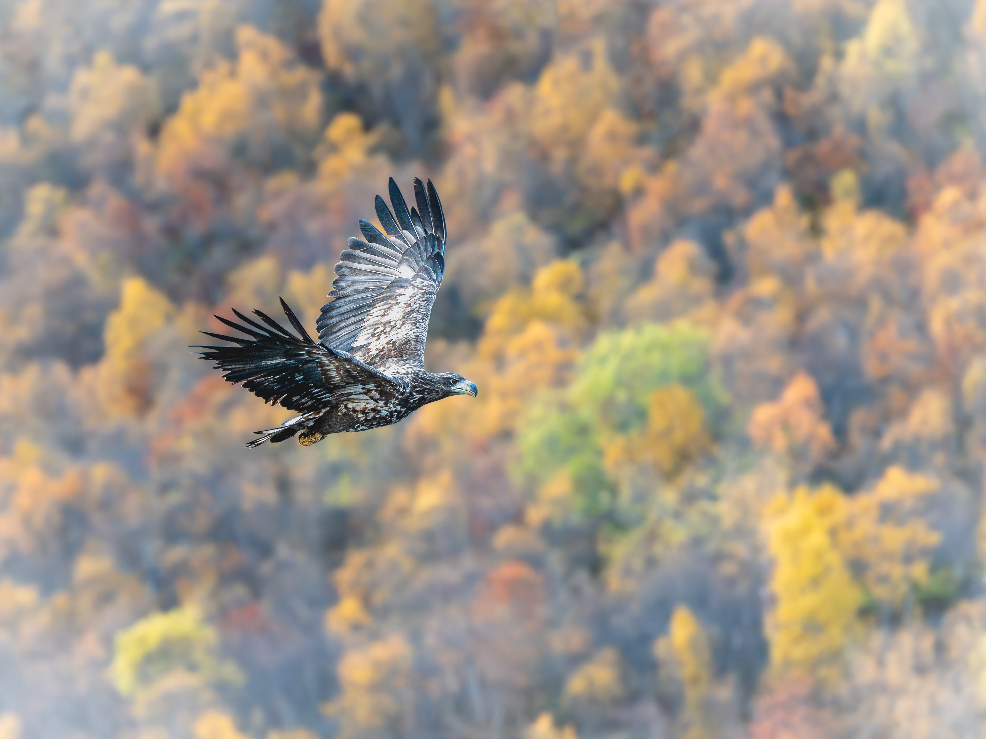 Sea eagle in autumn