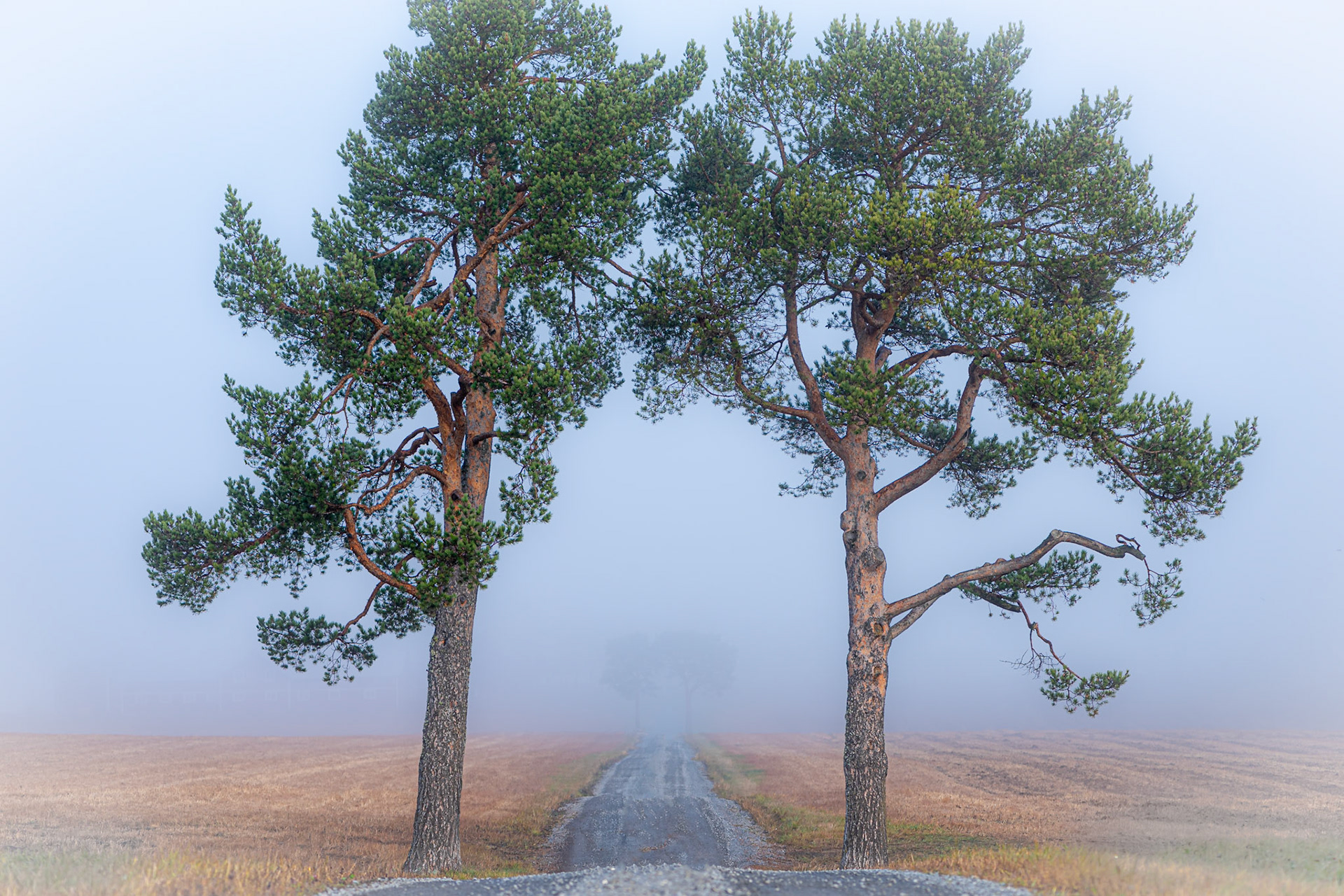 Trees in fog at Frösön. I had seen these pine trees many times but waited for fog before taking the image.