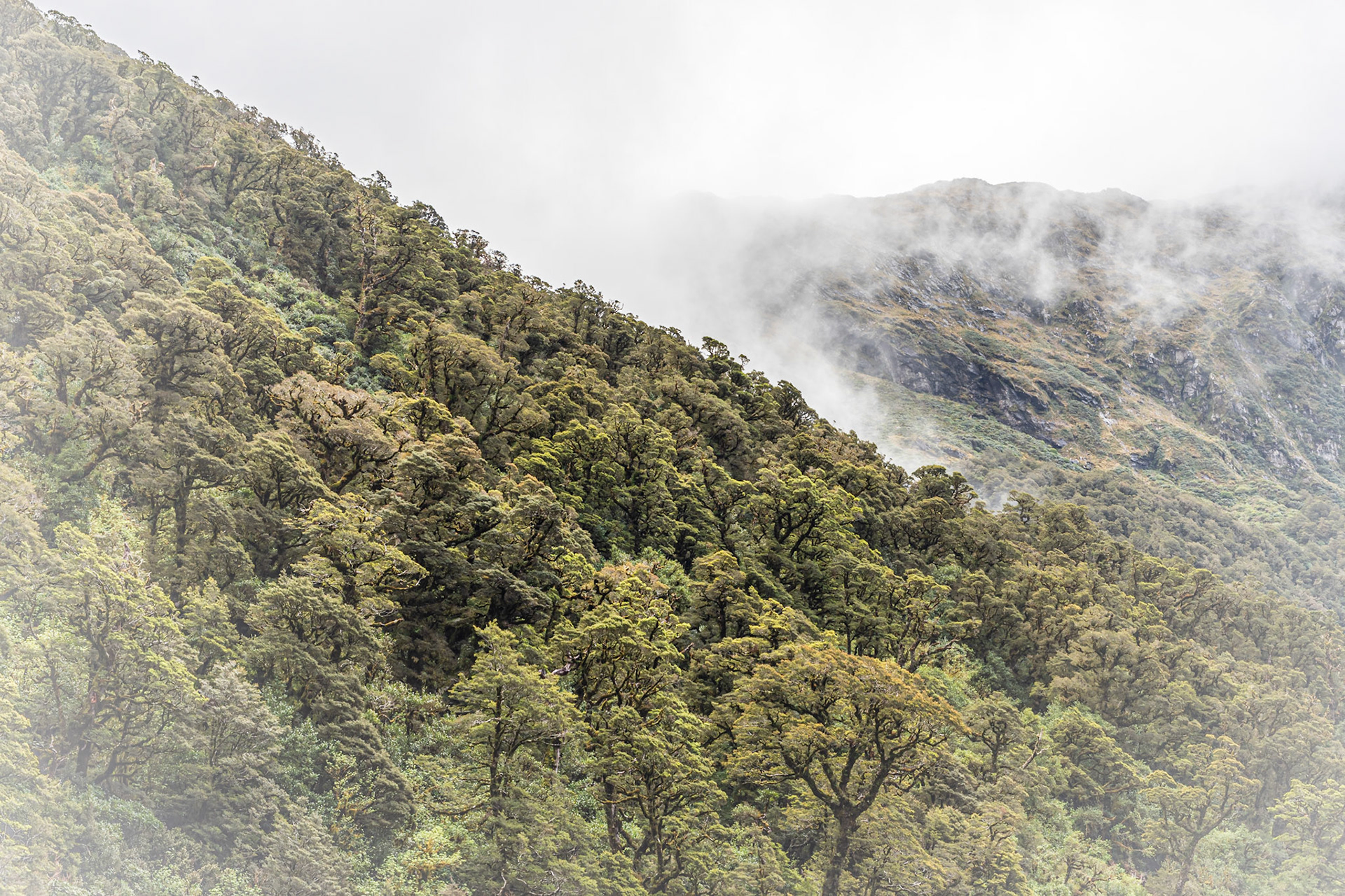 Milford Sound in New Zealand and fog on the mountains