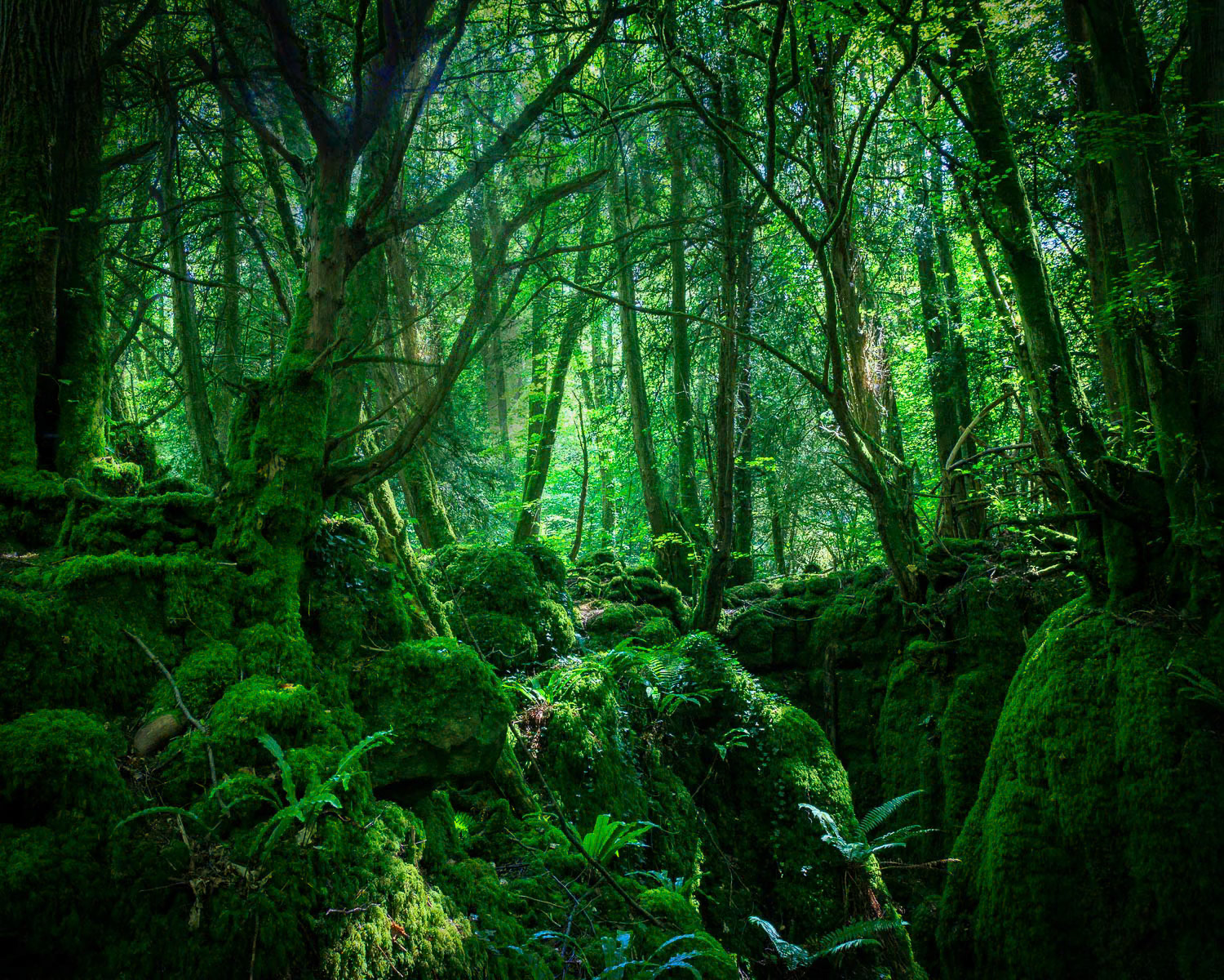 Puzzlewood