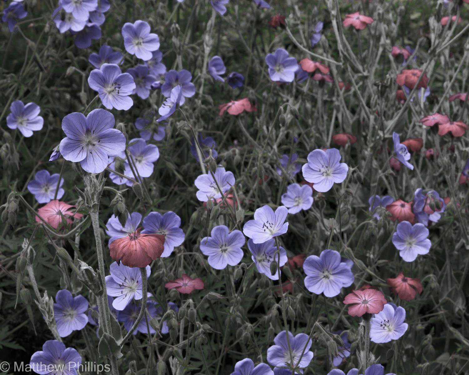 Geraniums