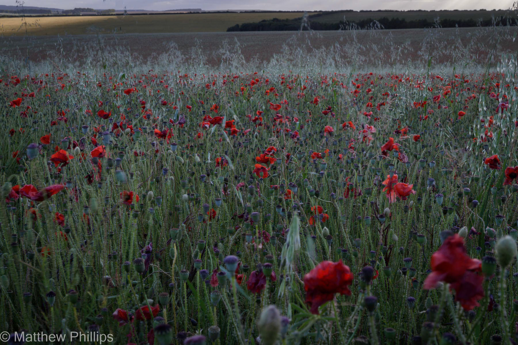 Faded poppies