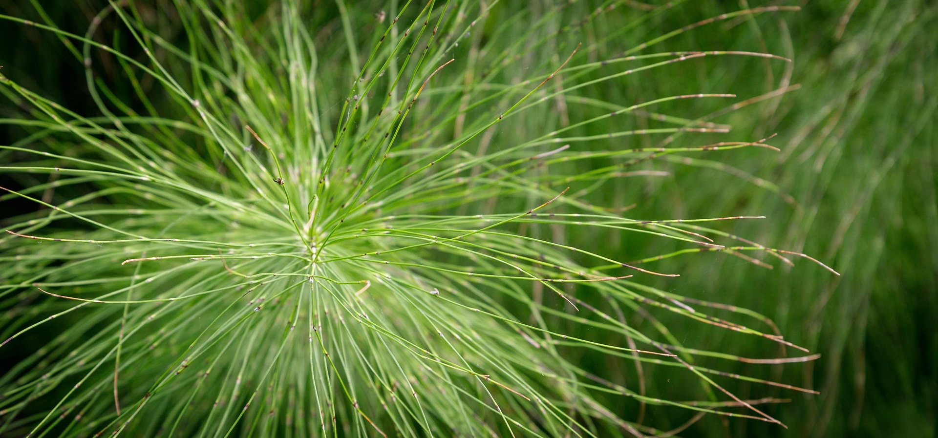 Grass